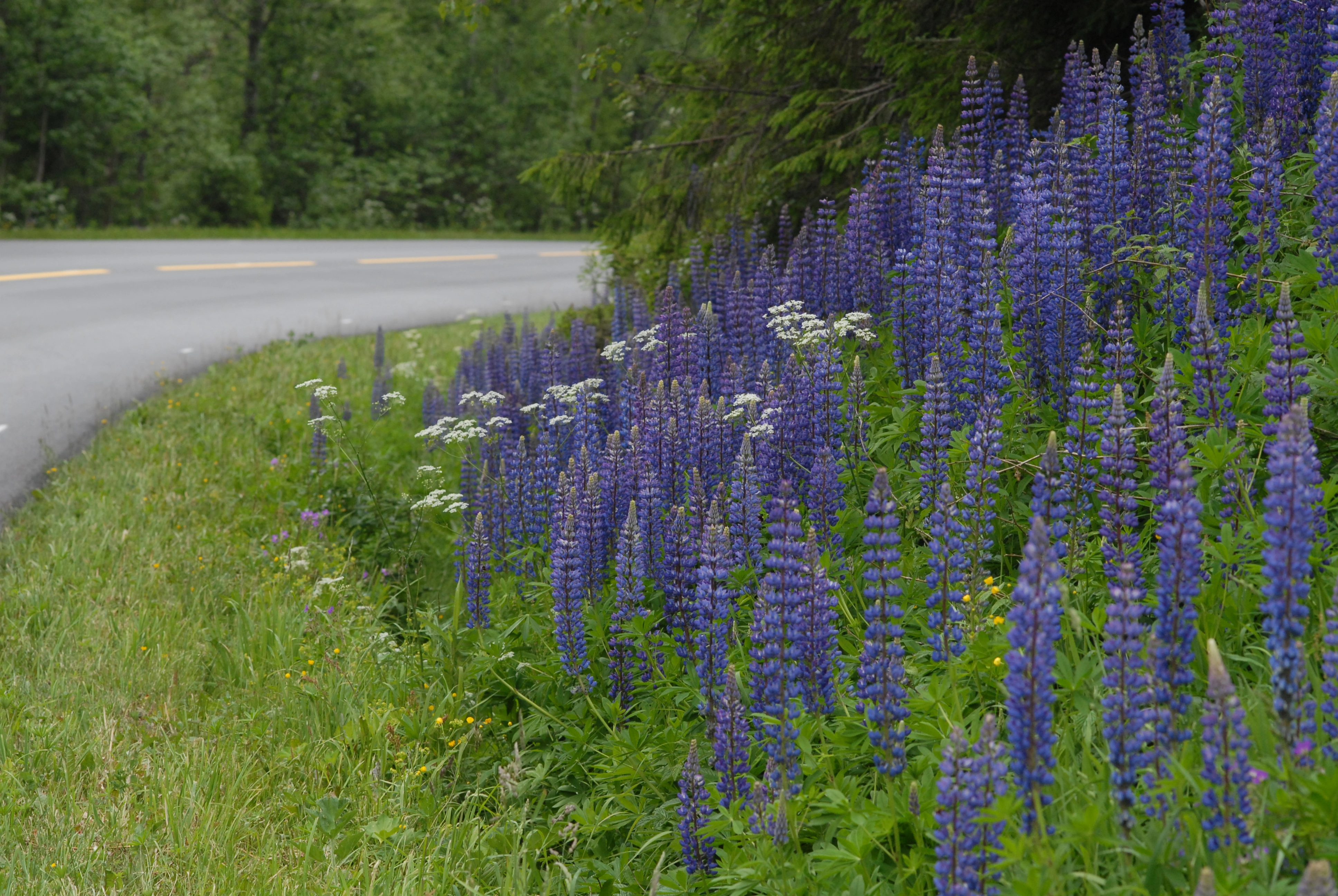 : Lupinus polyphyllus.