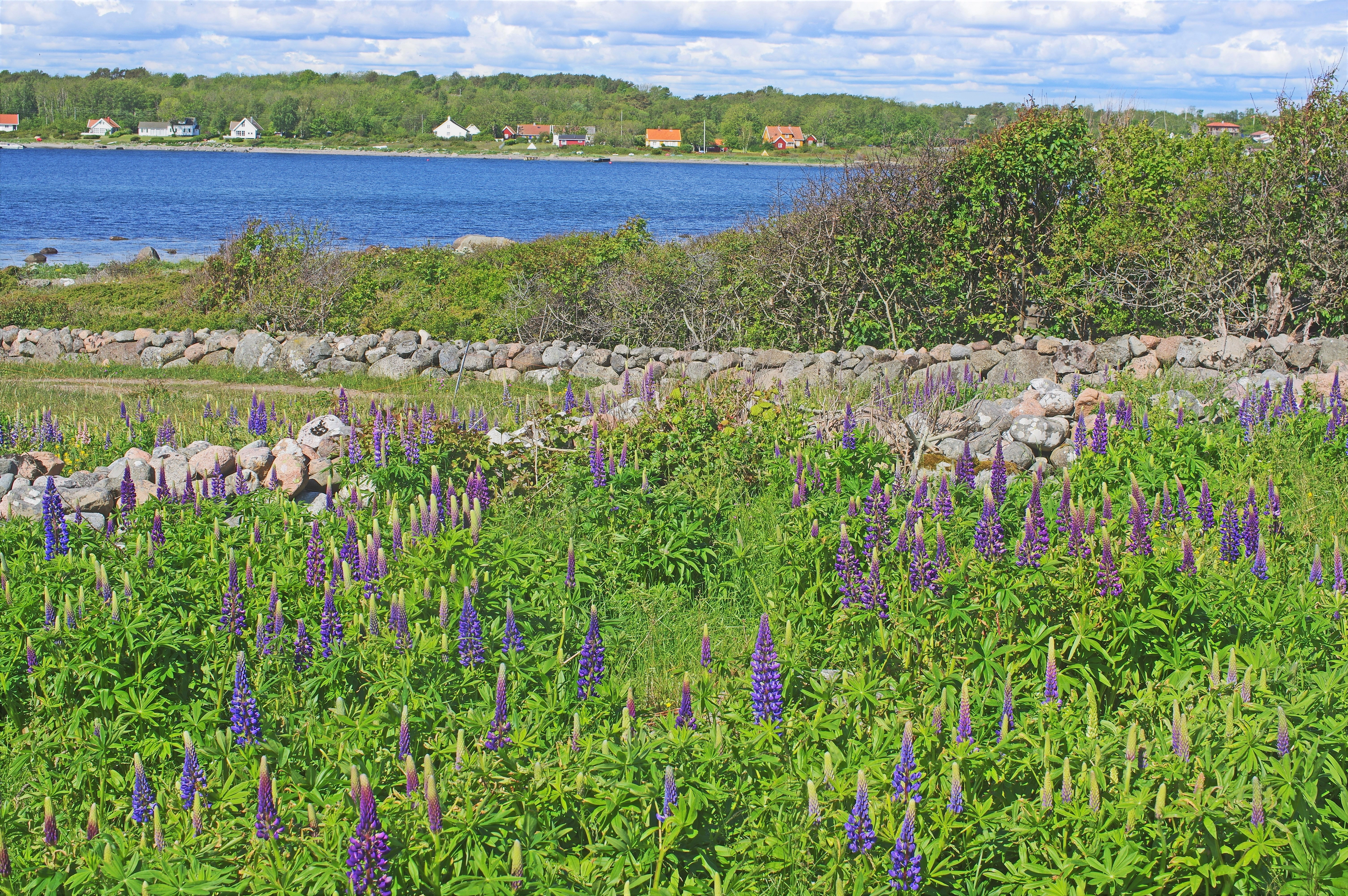 : Lupinus polyphyllus.