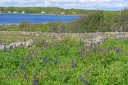 : Lupinus polyphyllus.