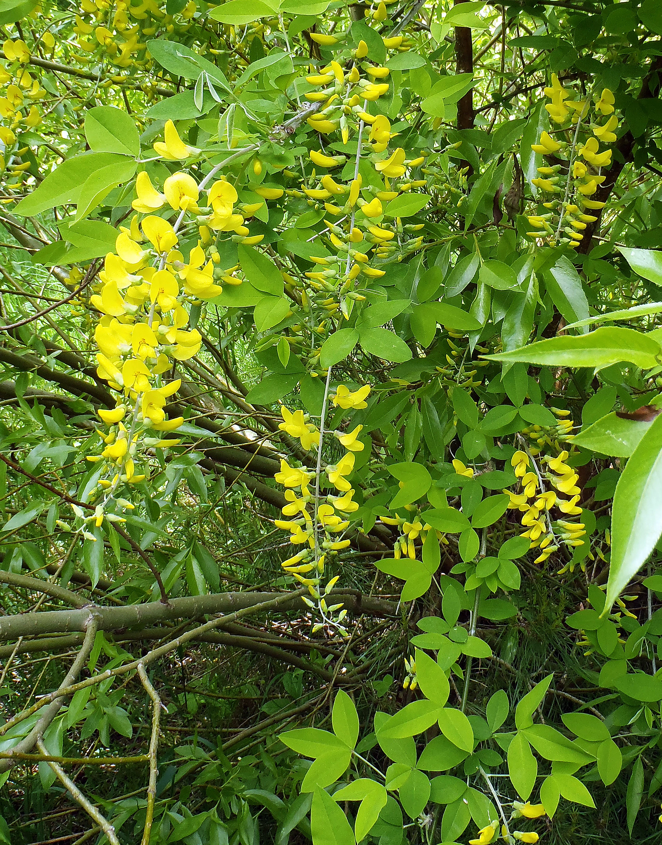 : Laburnum anagyroides.