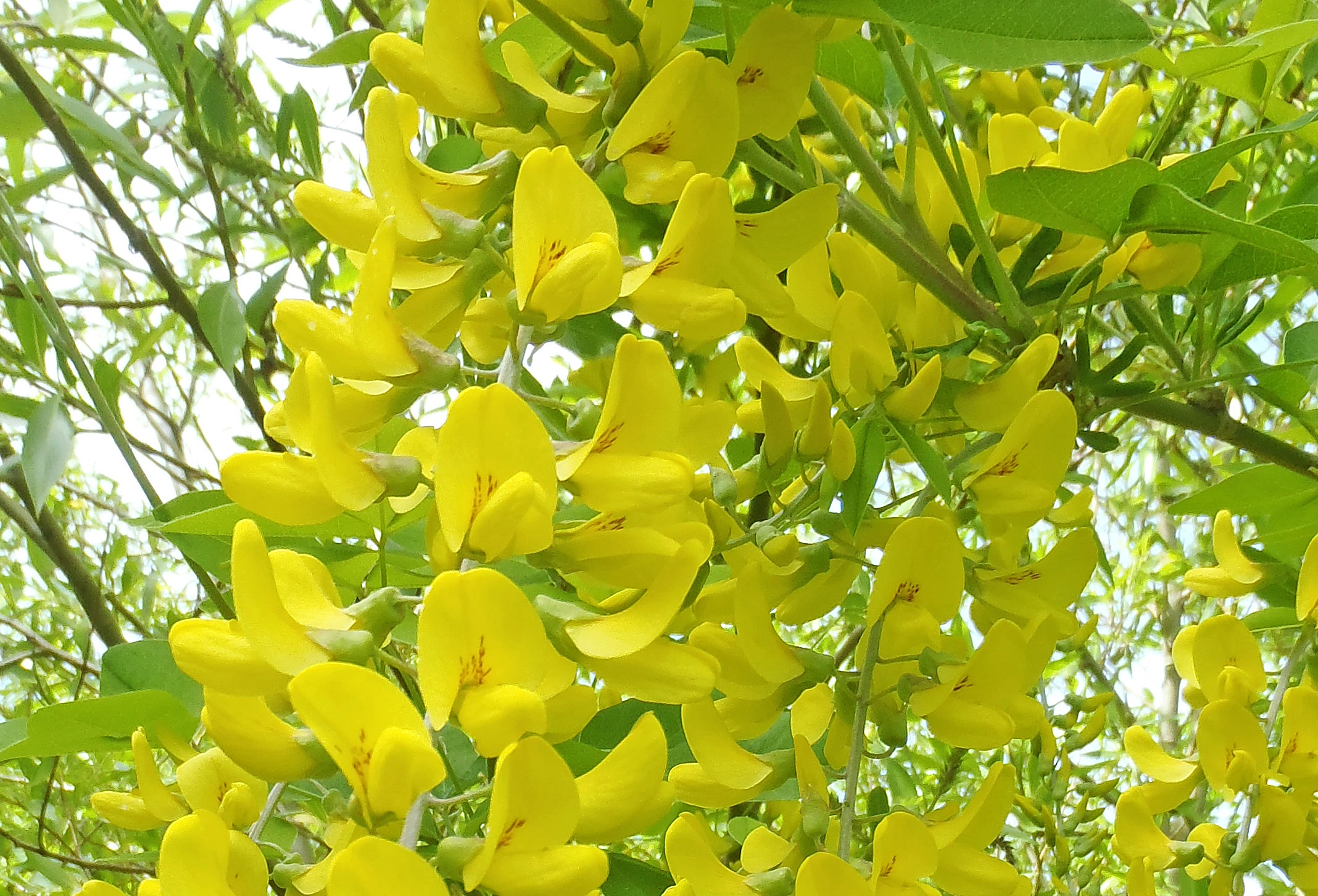 : Laburnum anagyroides.