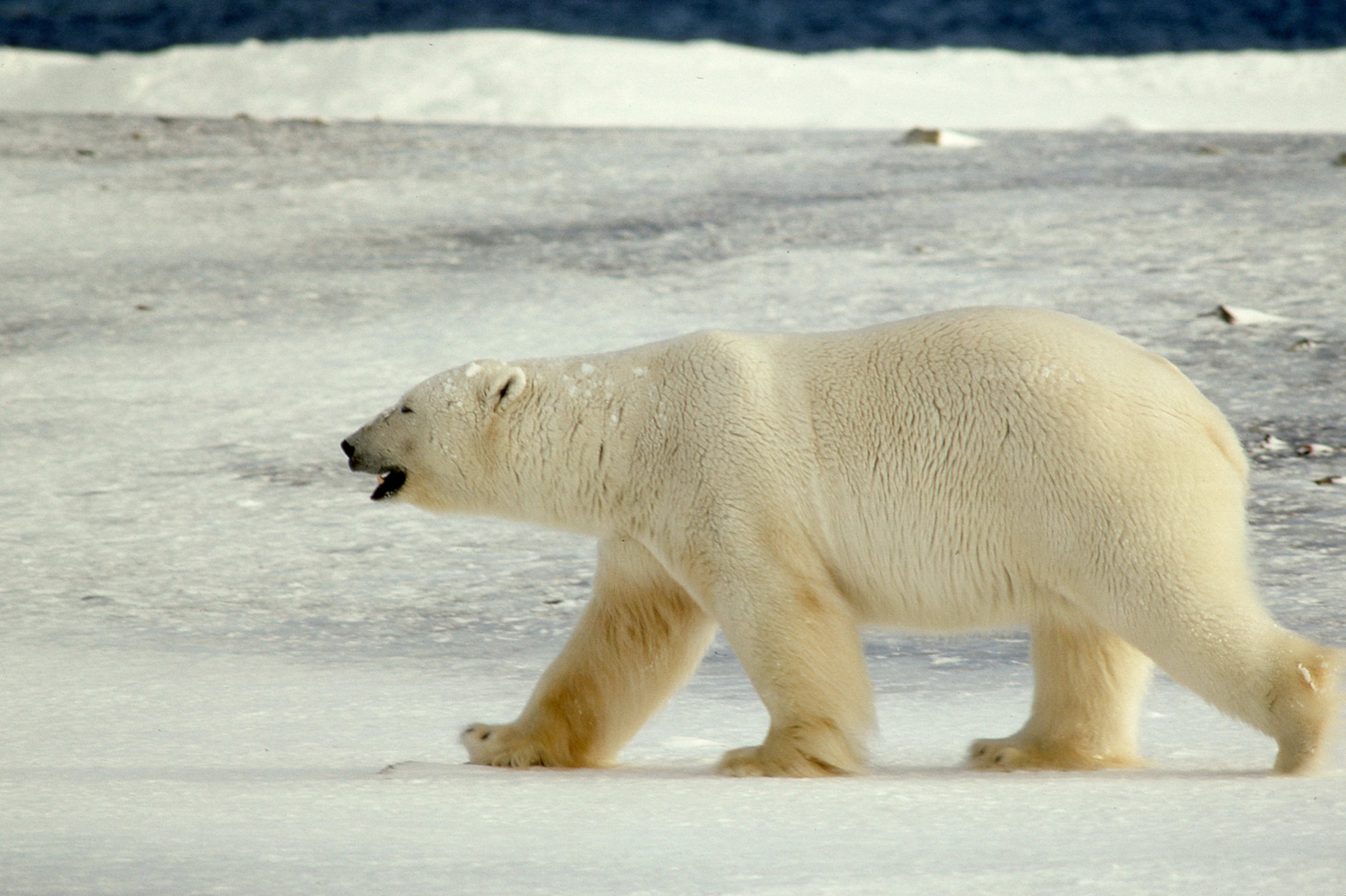 : Ursus maritimus.