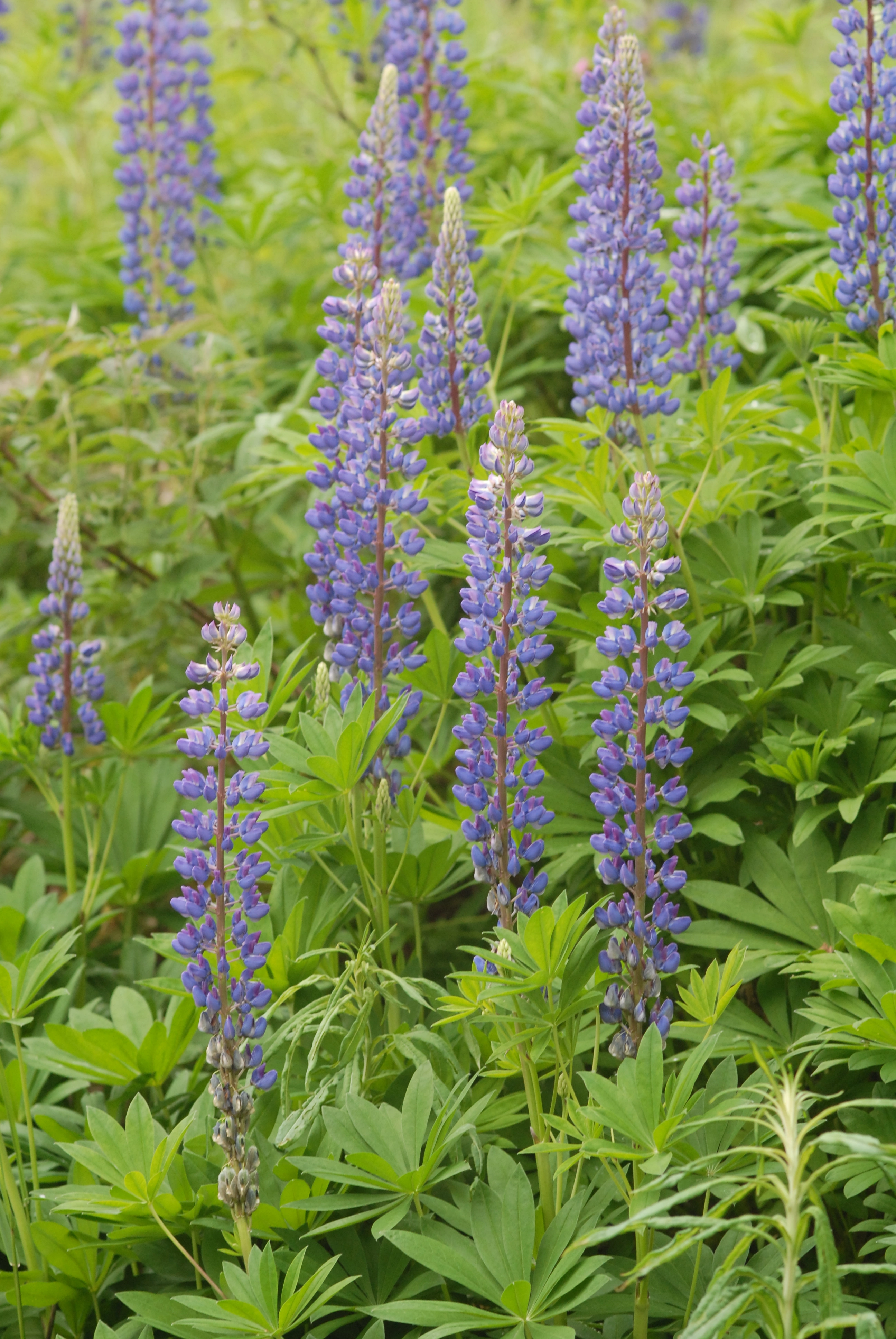 : Lupinus polyphyllus.