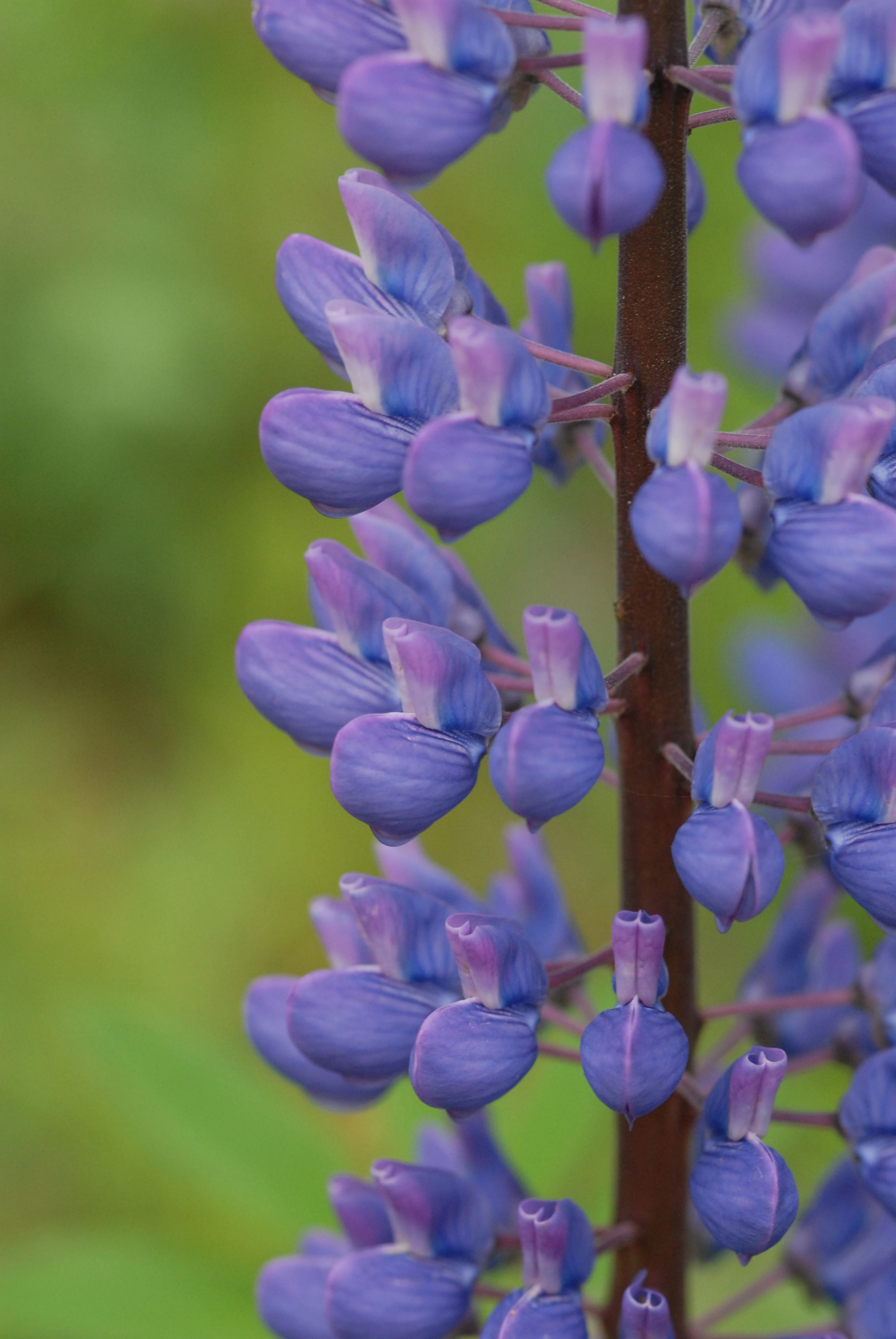 : Lupinus polyphyllus.