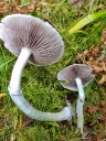 : Stropharia aeruginosa.