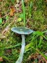 : Stropharia aeruginosa.