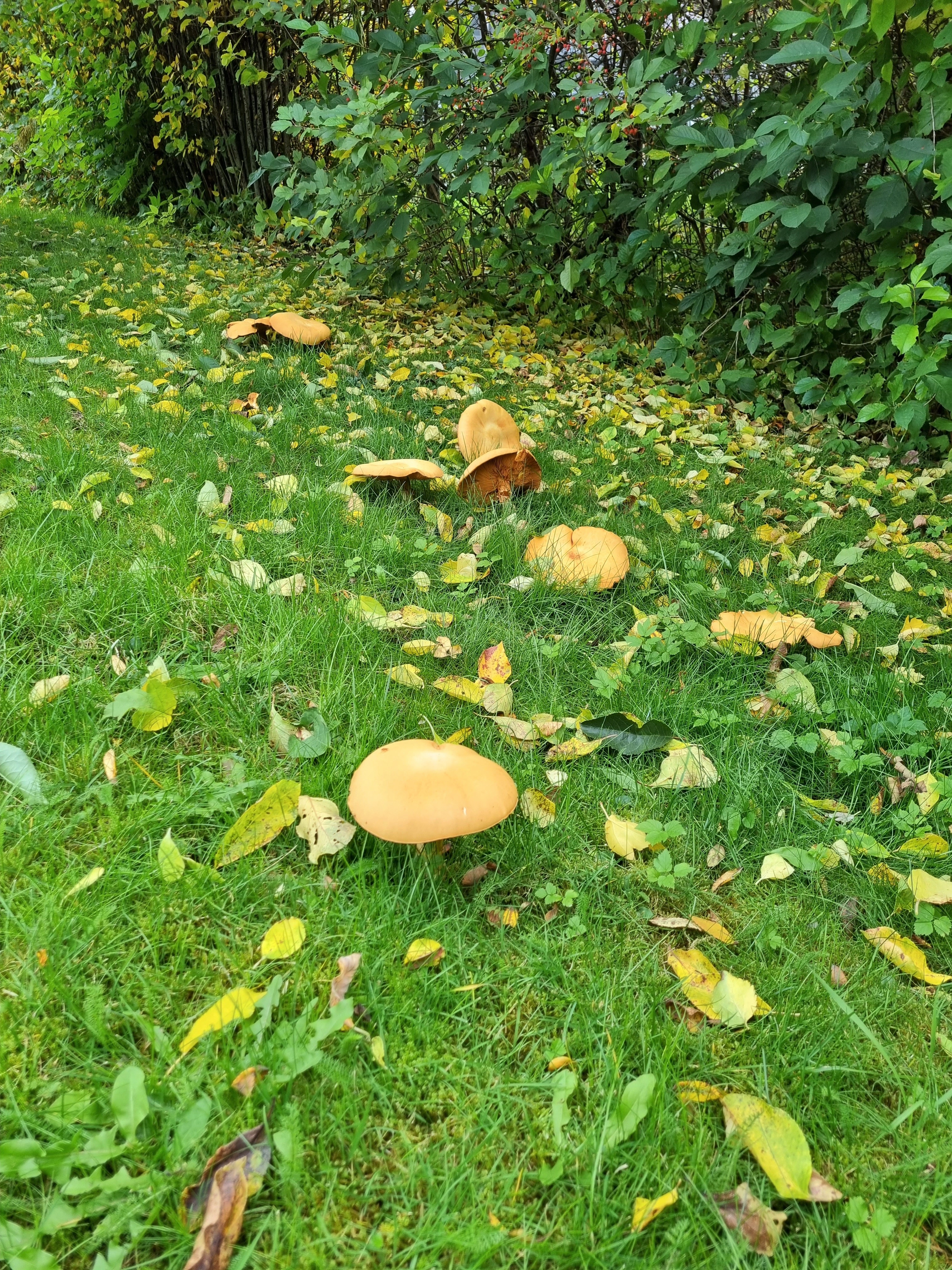 : Phaeolepiota aurea.