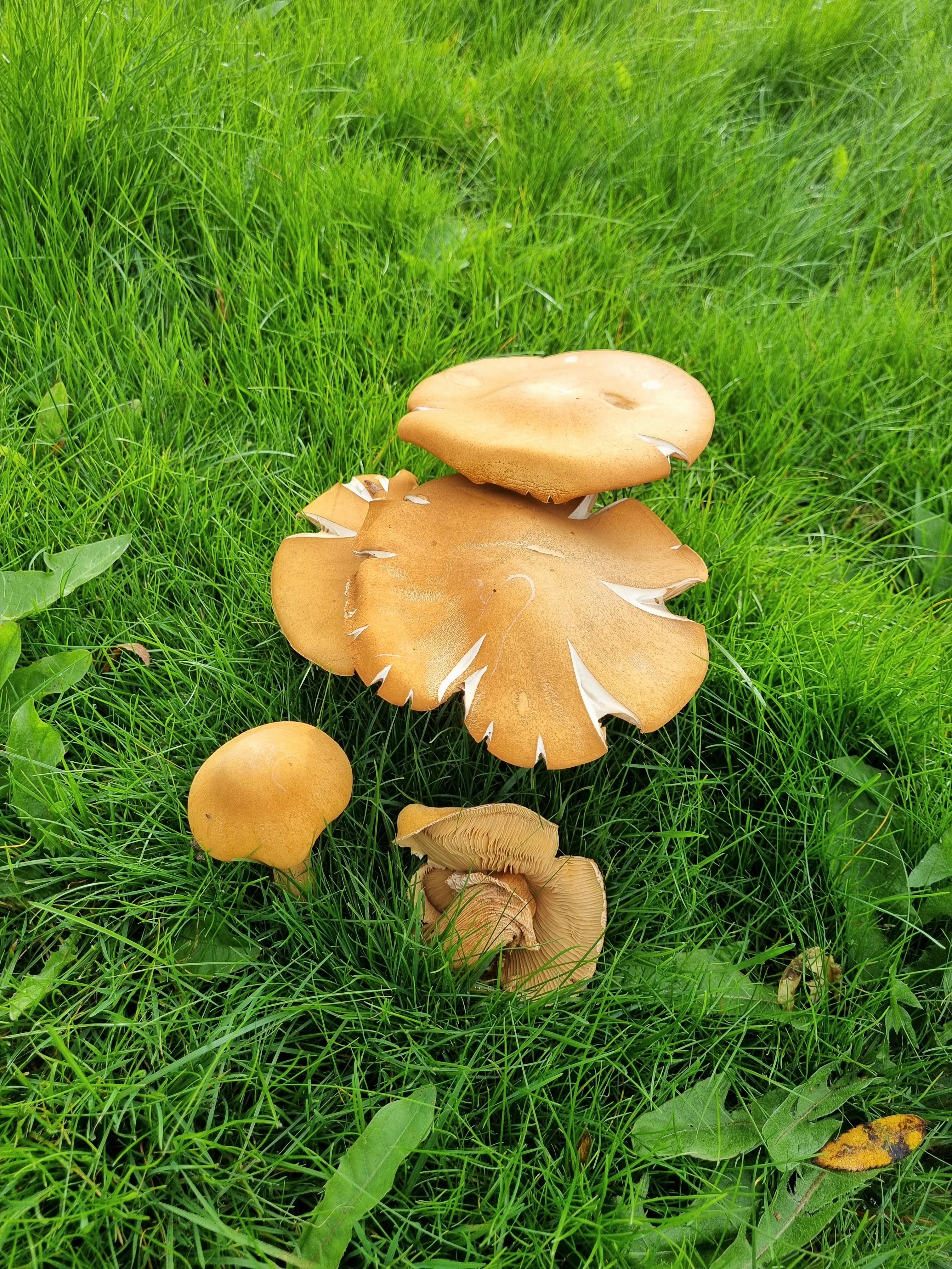 : Phaeolepiota aurea.