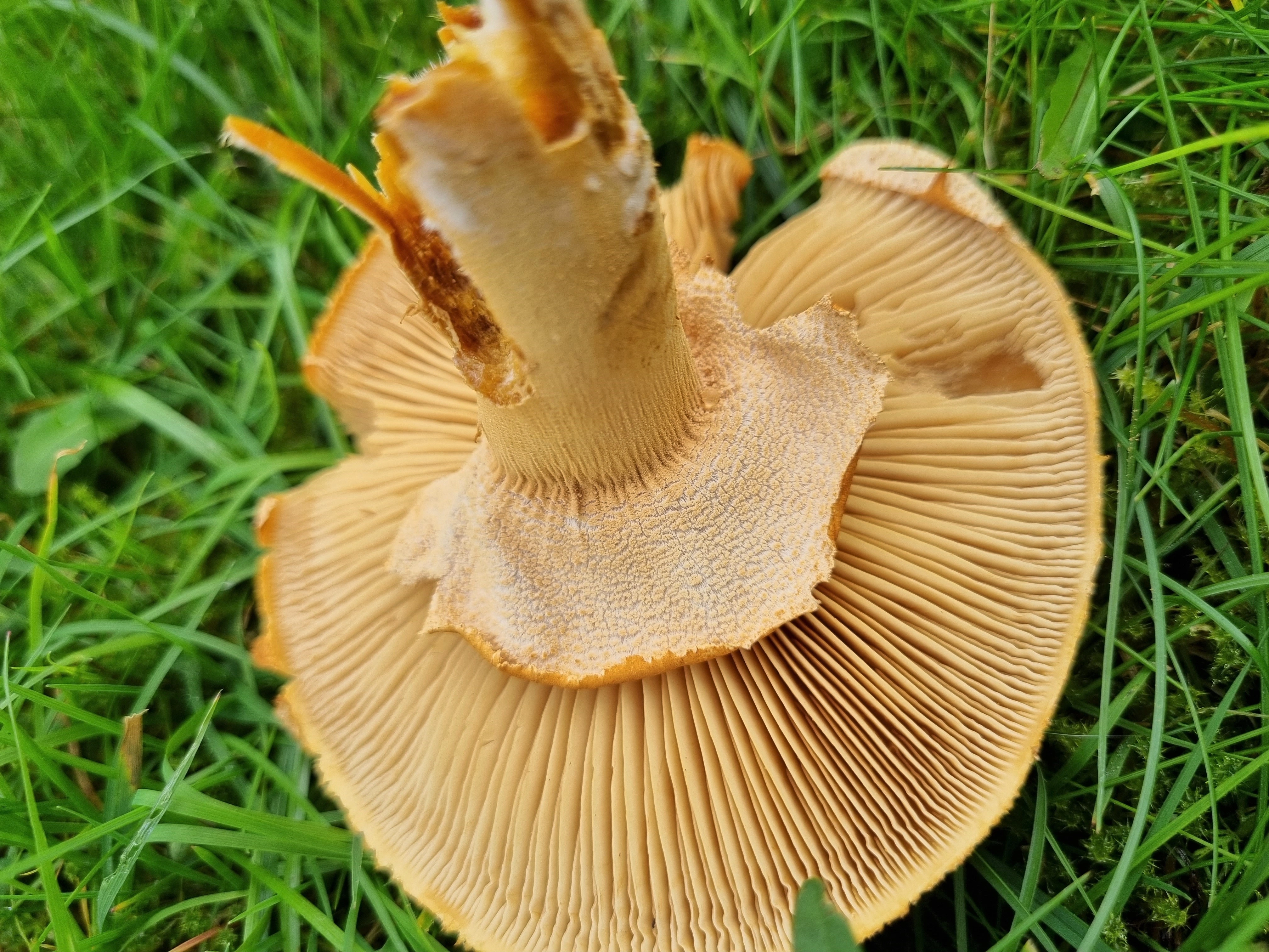 : Phaeolepiota aurea.