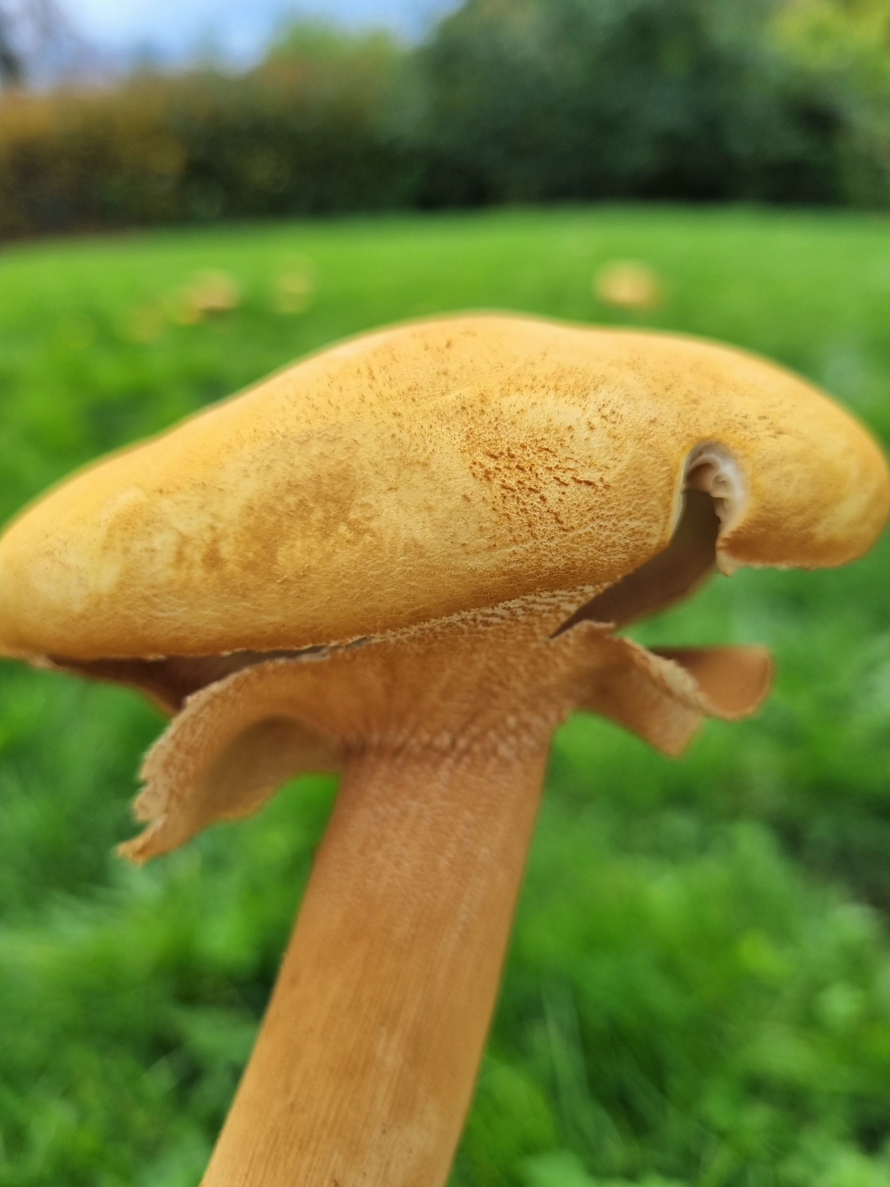 : Phaeolepiota aurea.