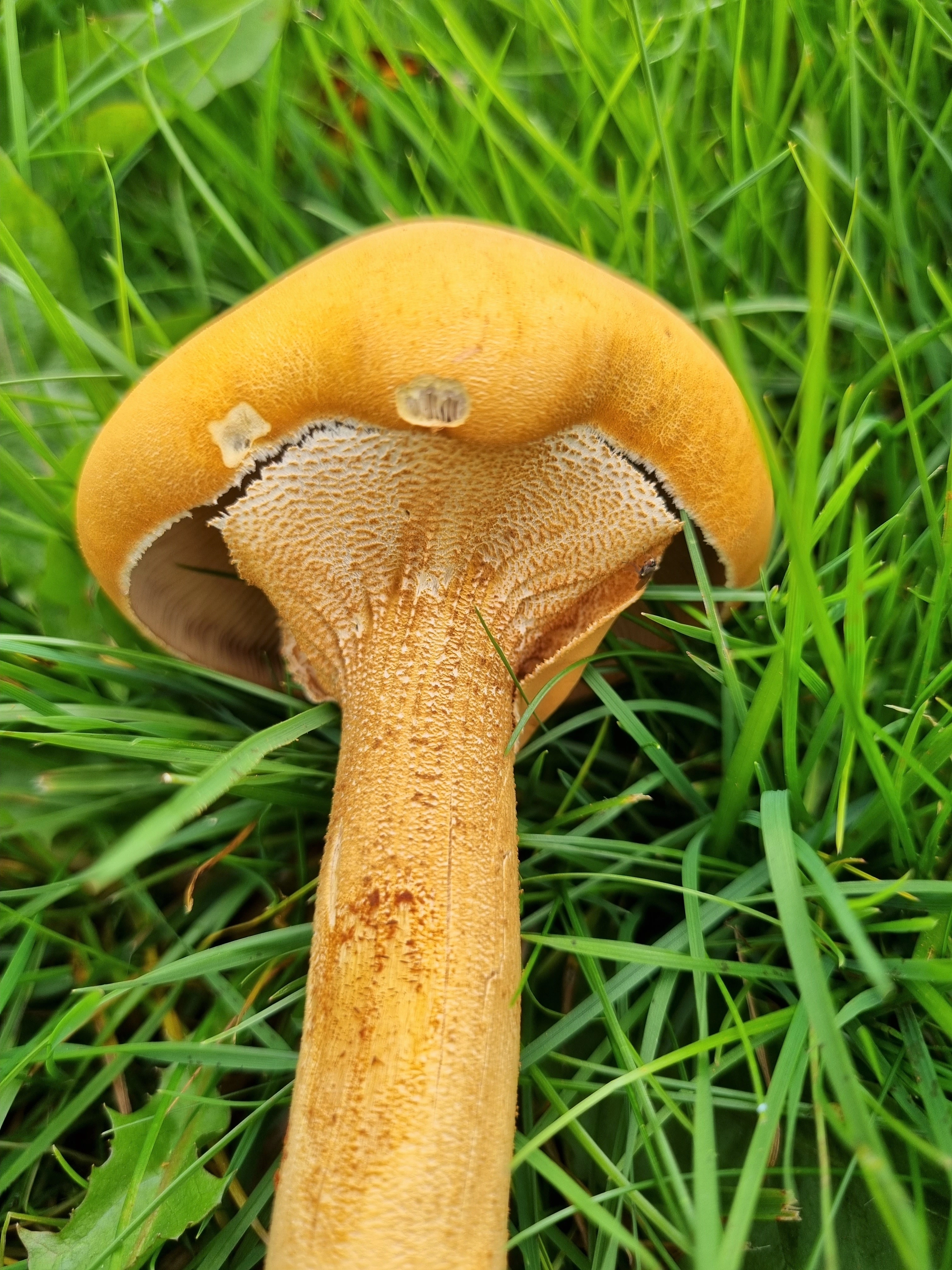 : Phaeolepiota aurea.