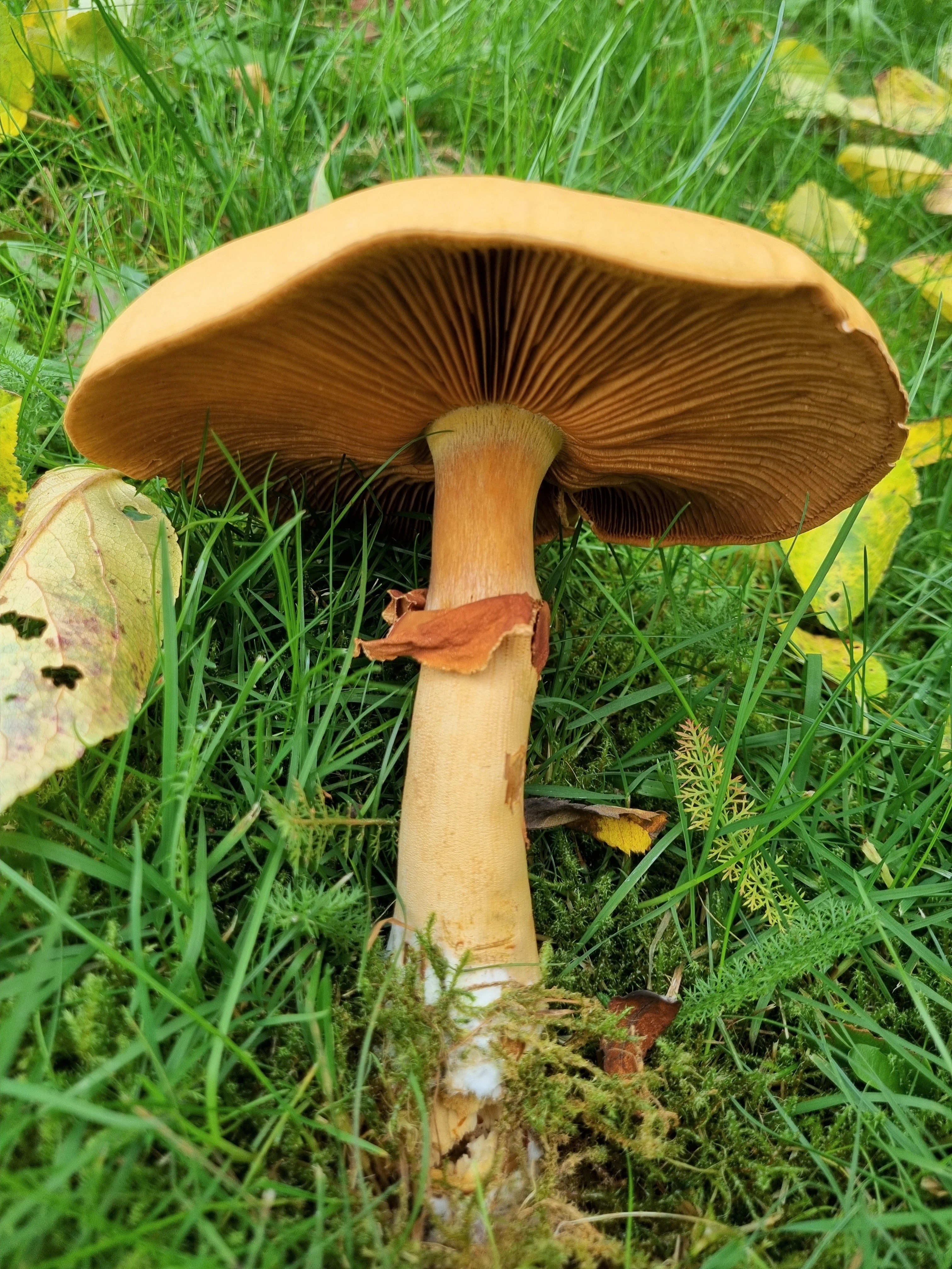 : Phaeolepiota aurea.