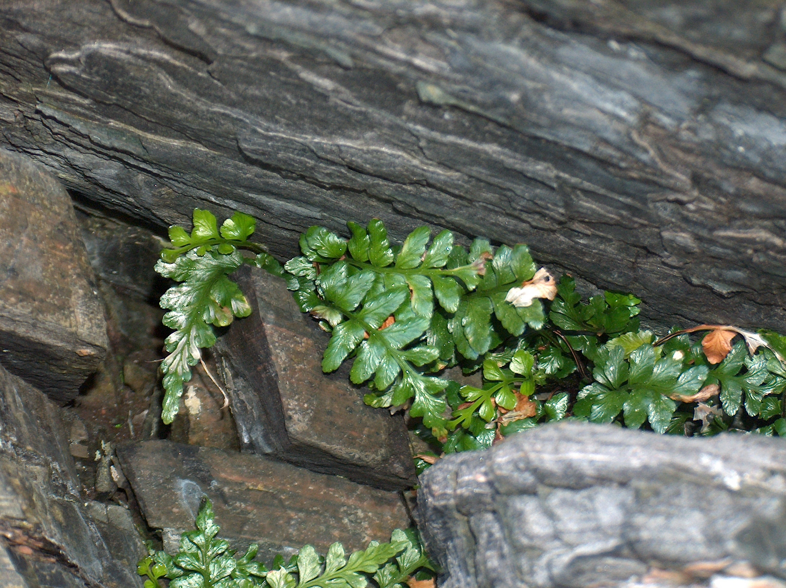 : Asplenium marinum.