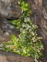 : Asplenium marinum.