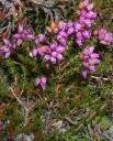 : Erica cinerea.