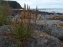 : Triglochin maritima.