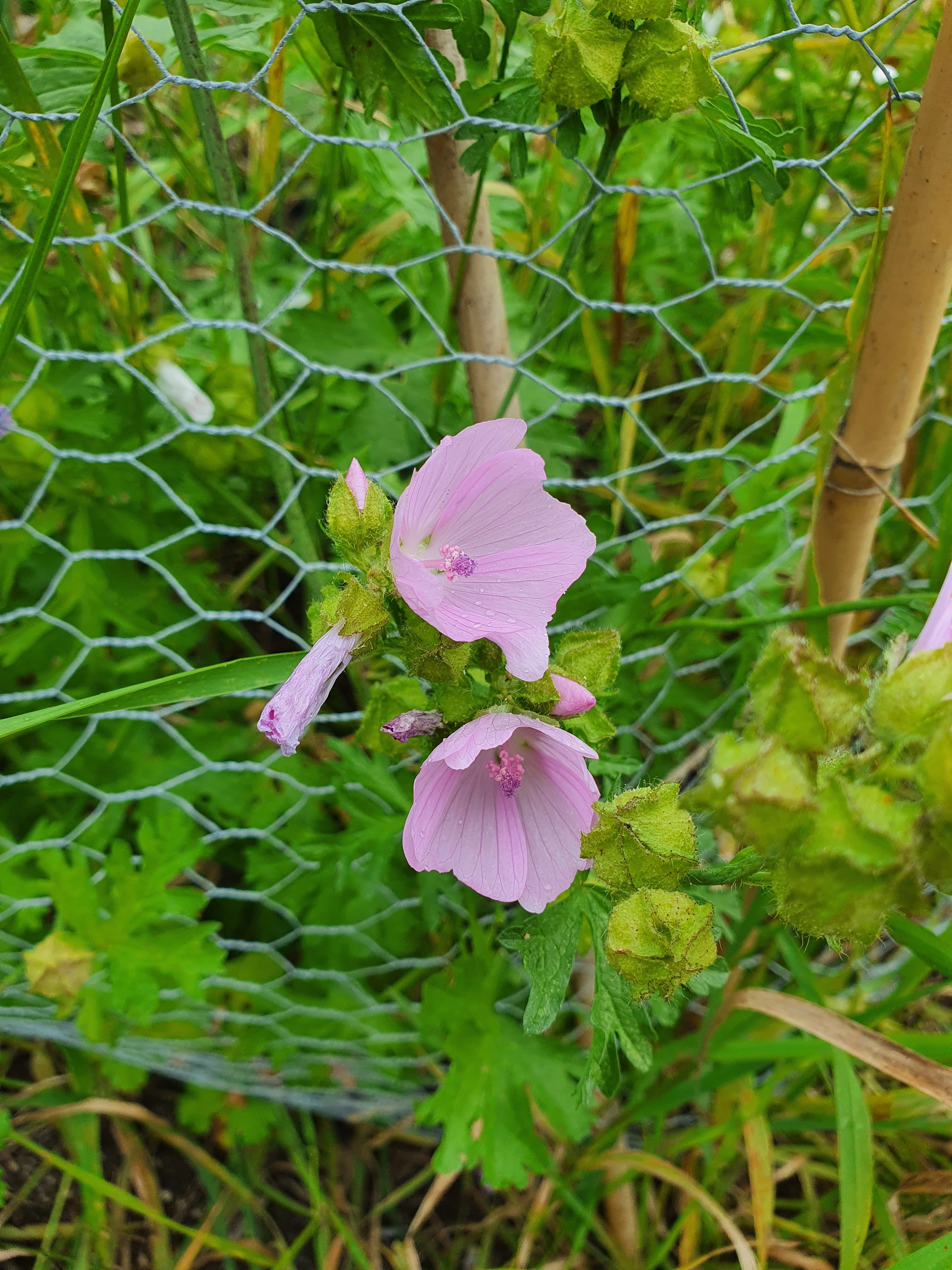 : Malva moschata.