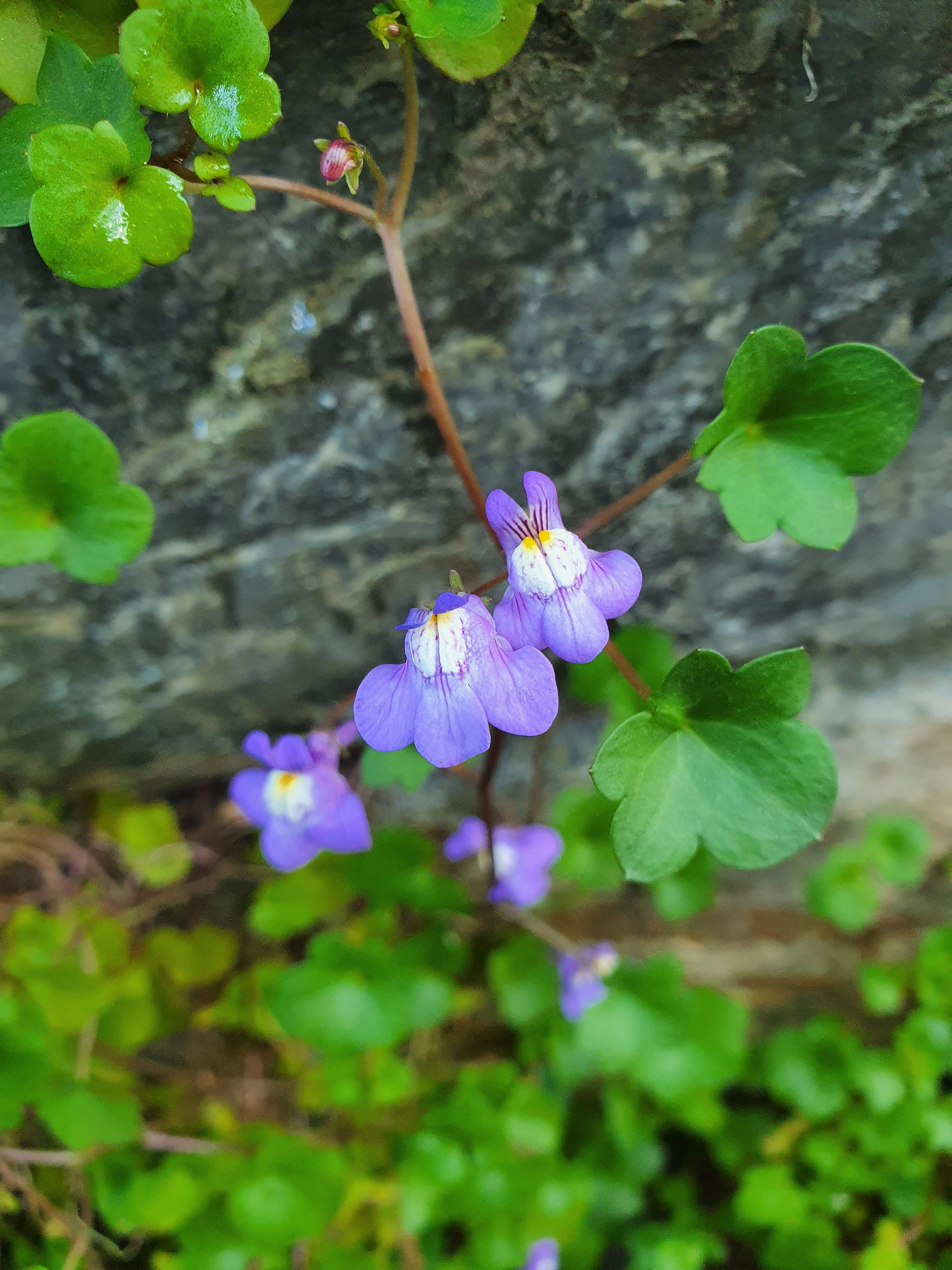 : Cymbalaria muralis.