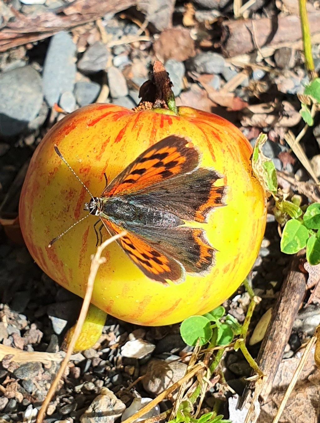 : Lycaena phlaeas.