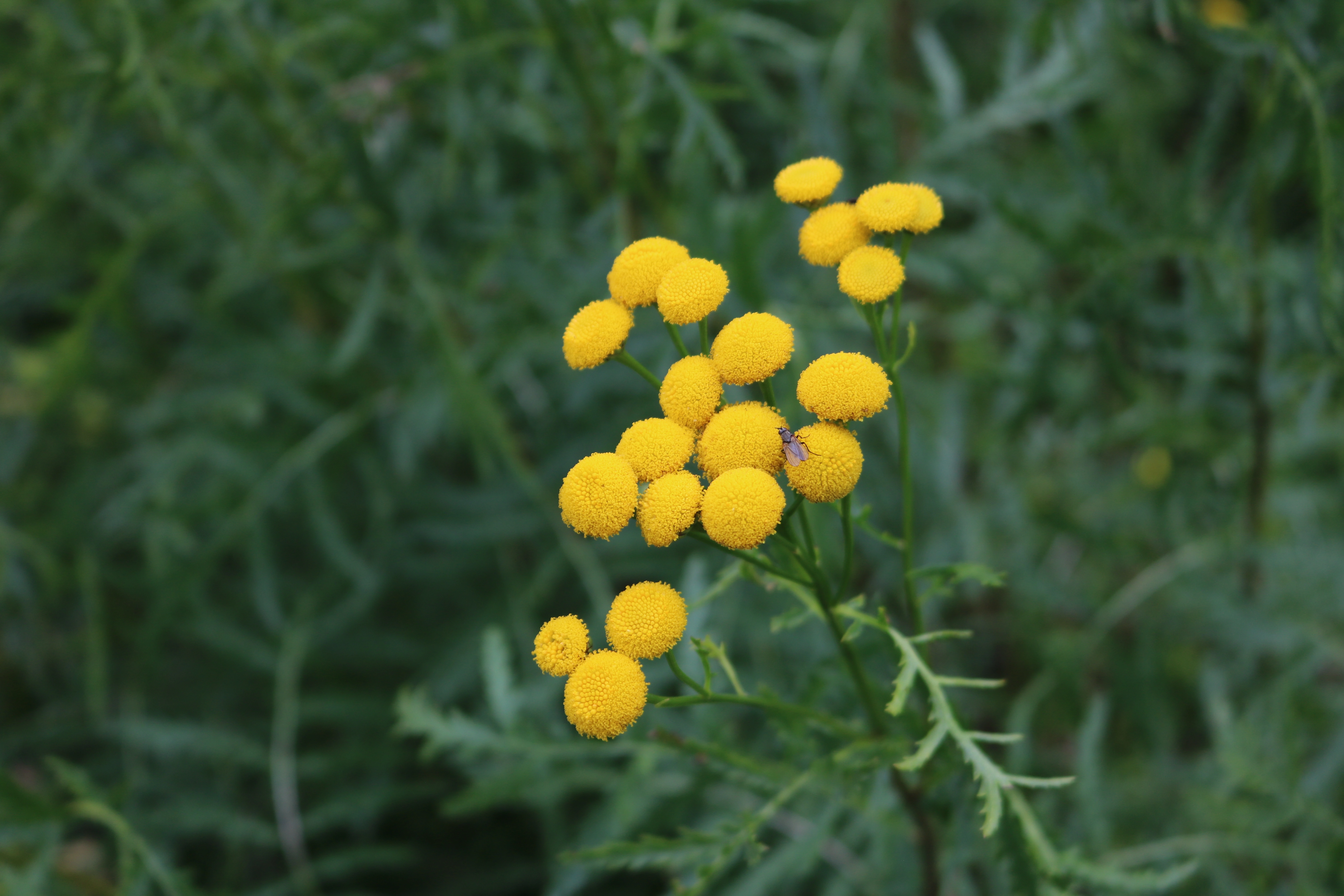 : Tanacetum vulgare.