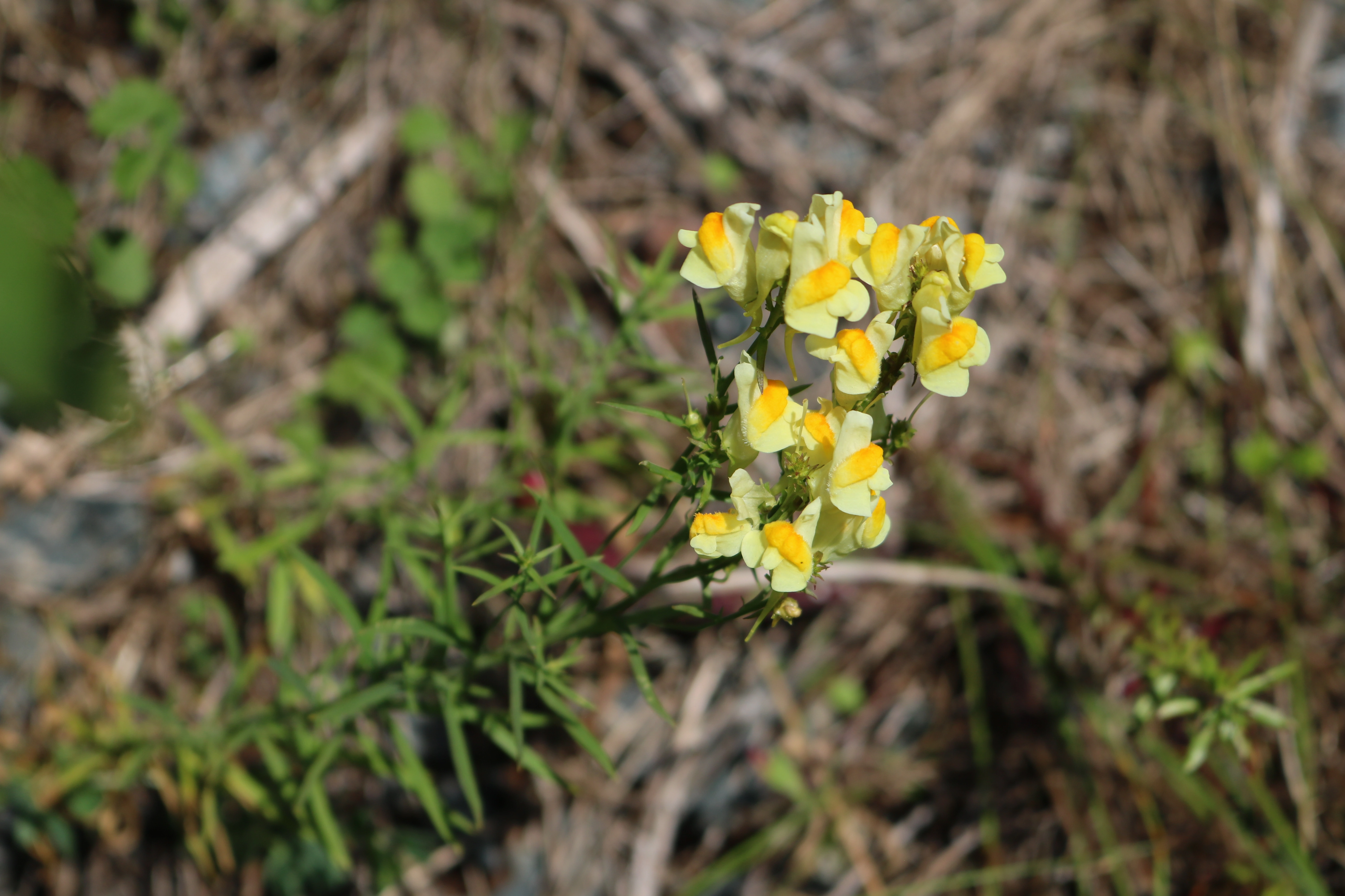 : Linaria vulgaris.