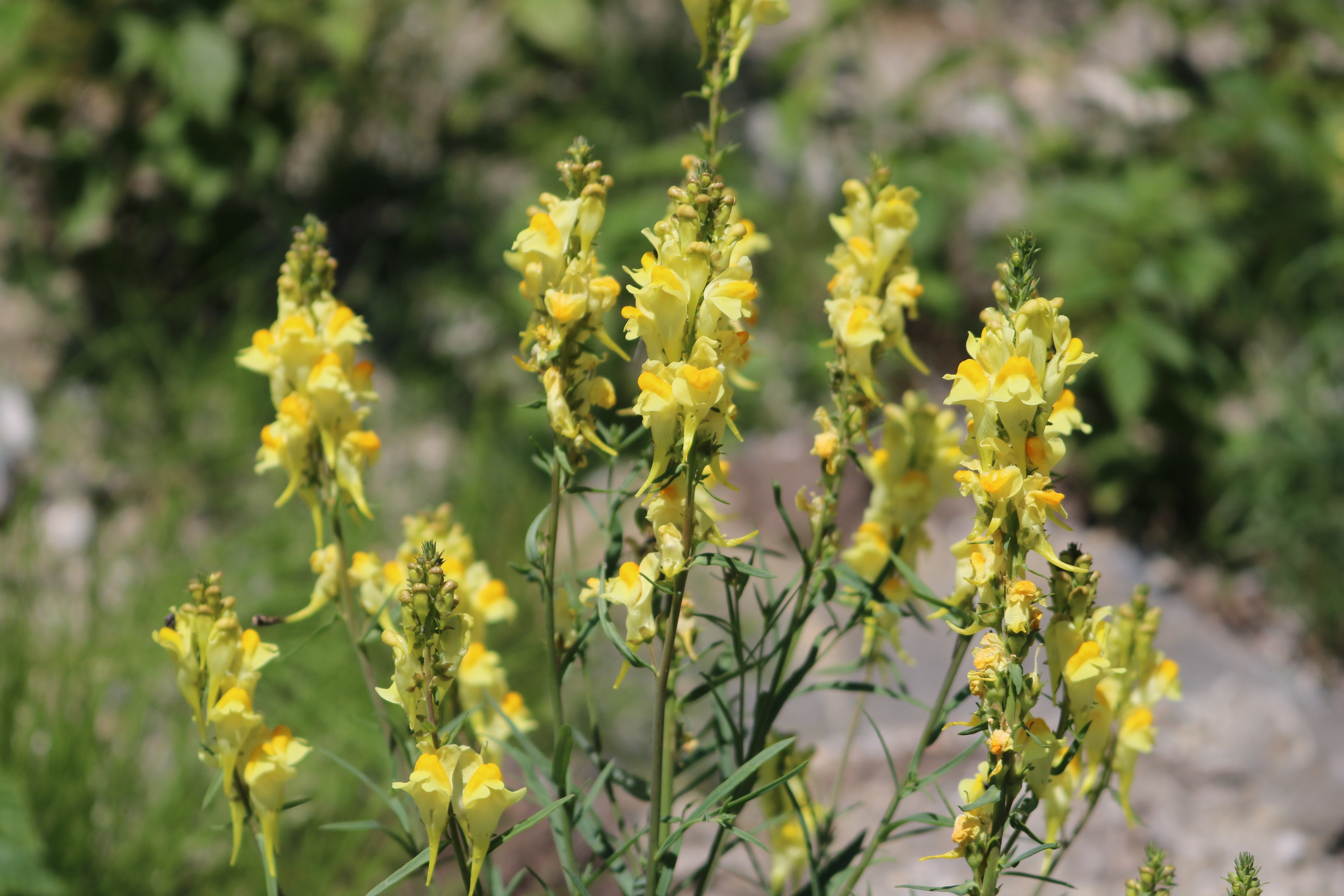 : Linaria vulgaris.