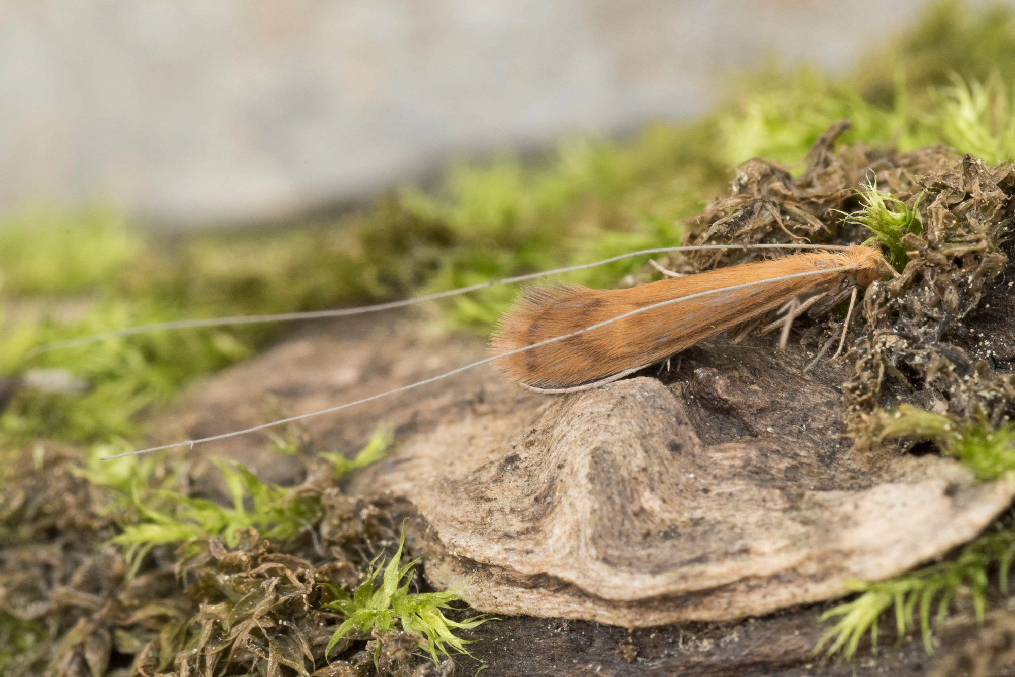 : Adicella reducta.