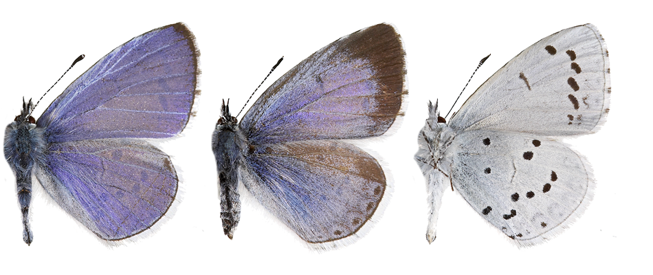 : Celastrina argiolus.