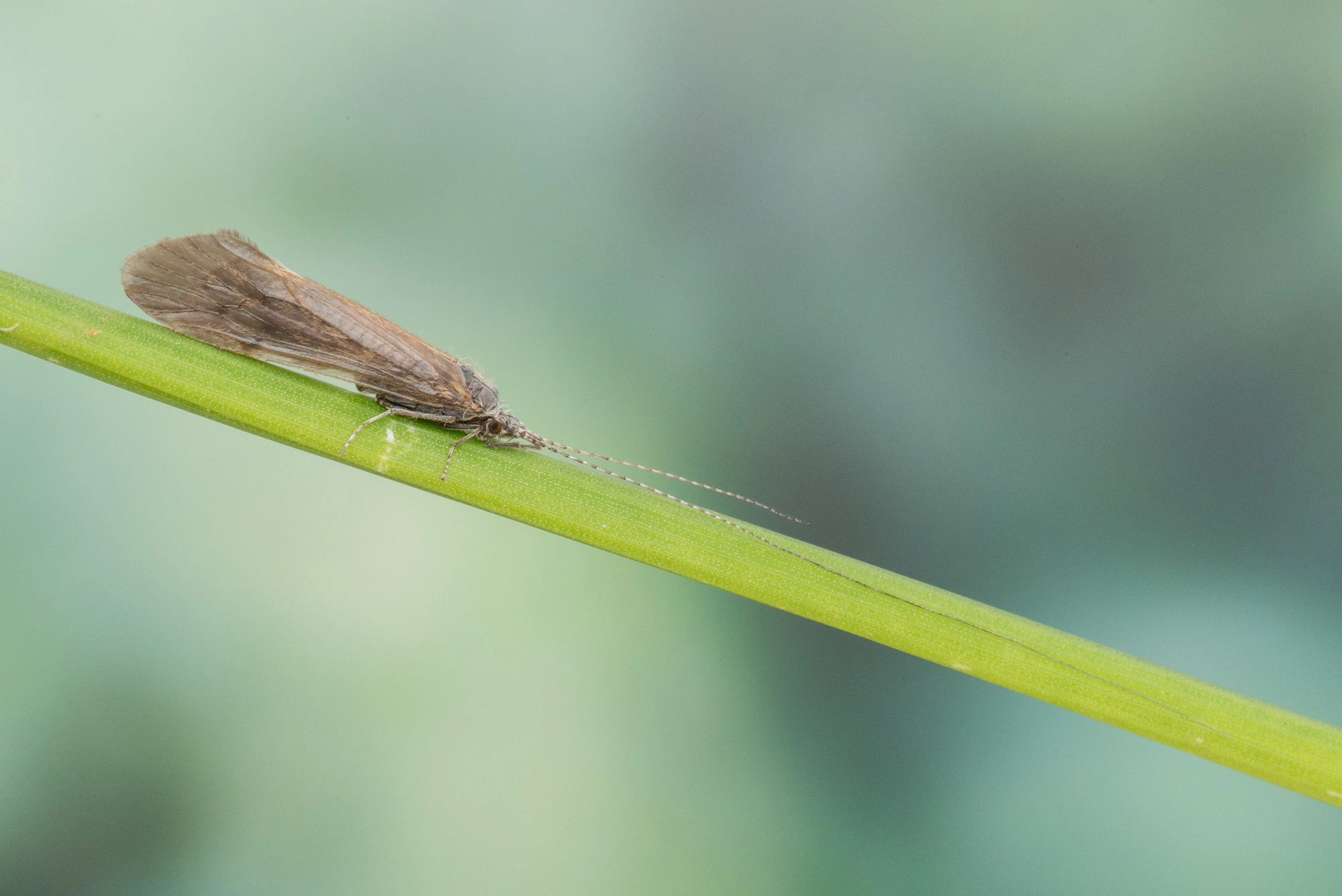 : Ceraclea annulicornis.