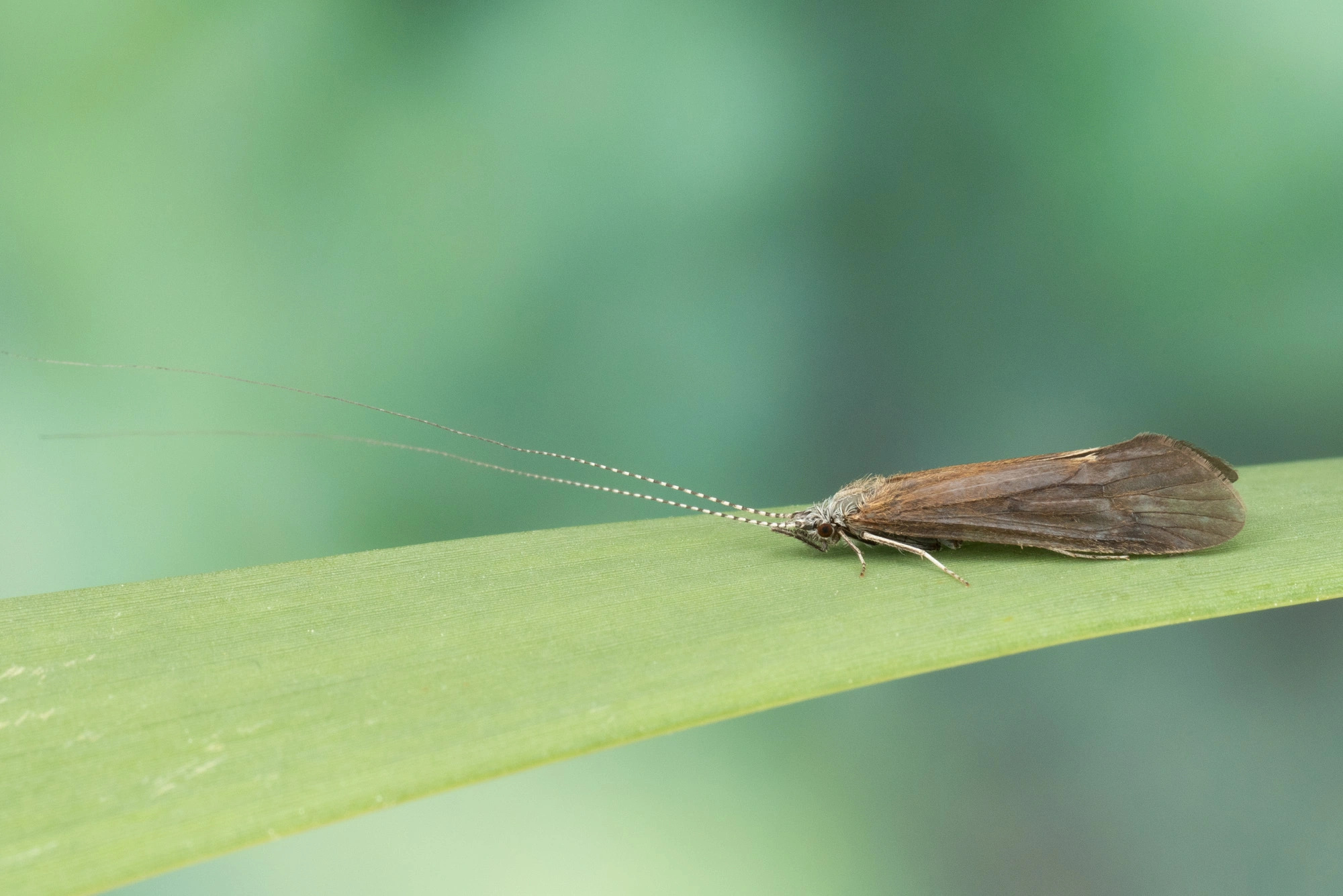 : Ceraclea annulicornis.