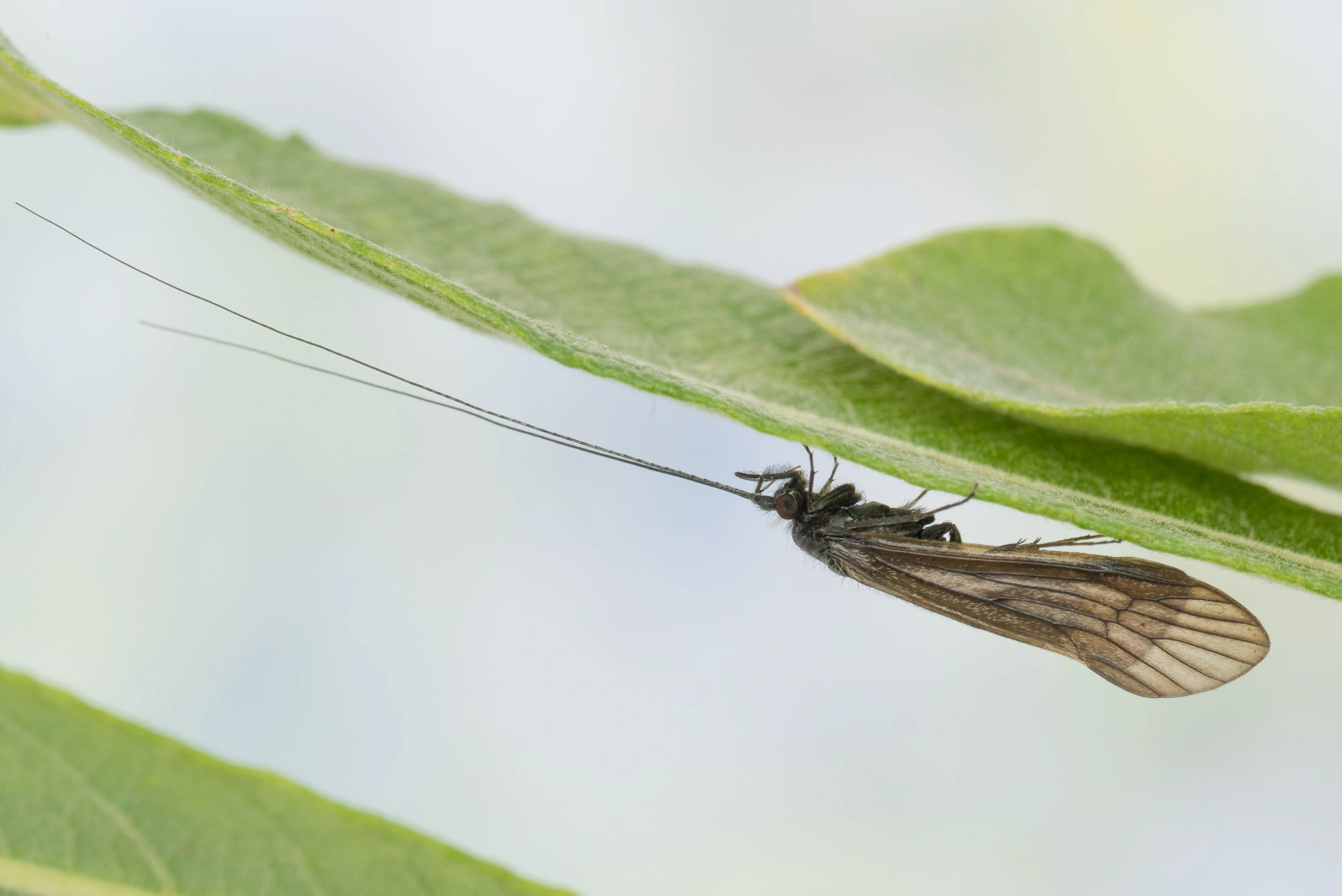 : Ceraclea nigronervosa.