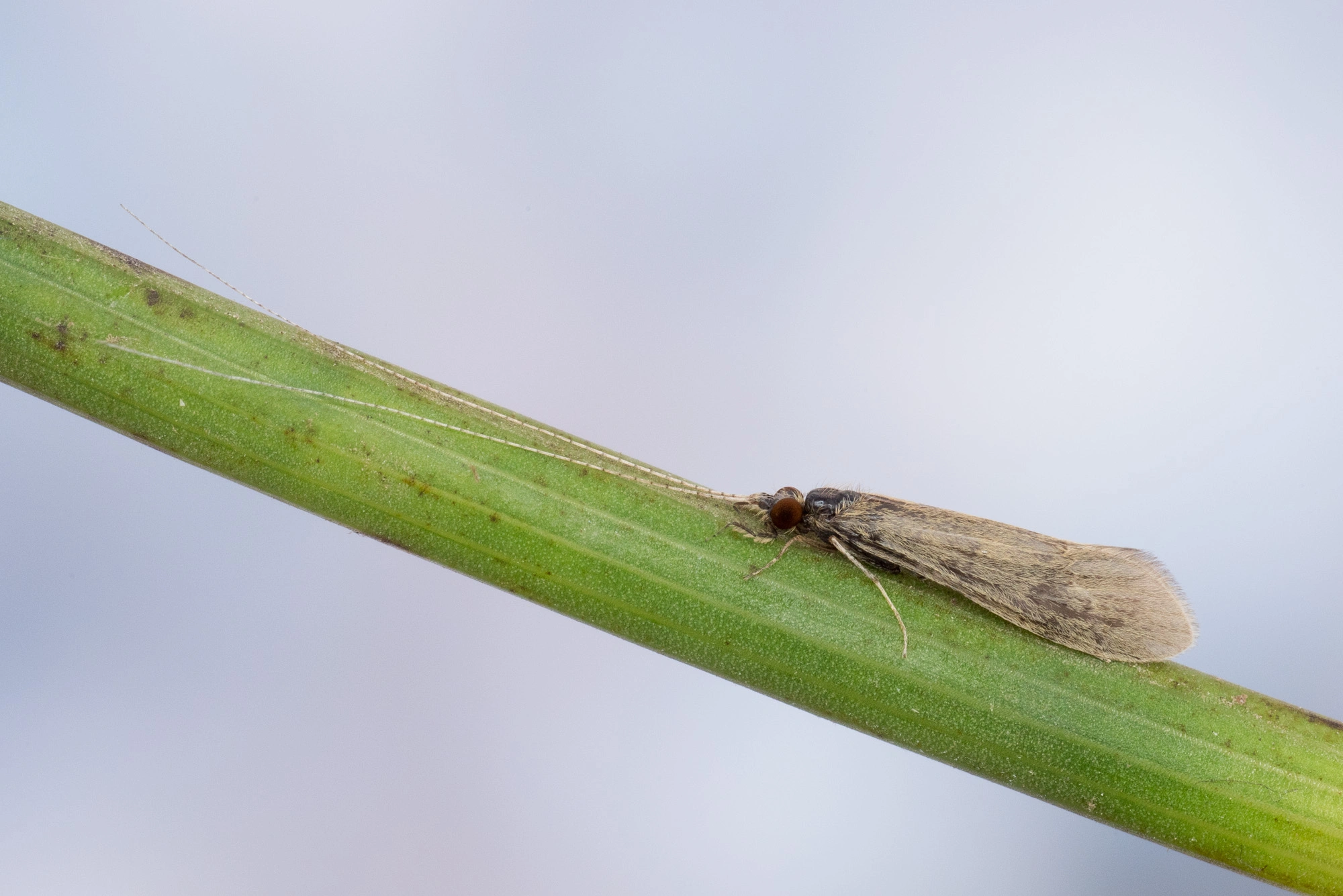 : Mystacides longicornis.