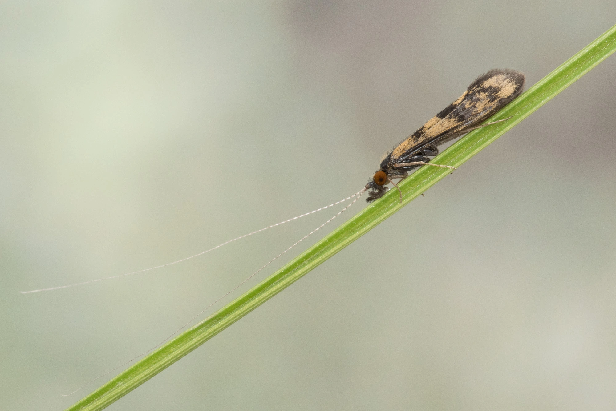 : Mystacides longicornis.