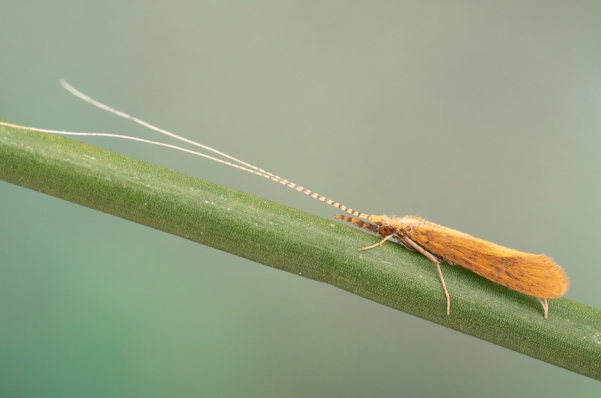 : Triaenodes bicolor.