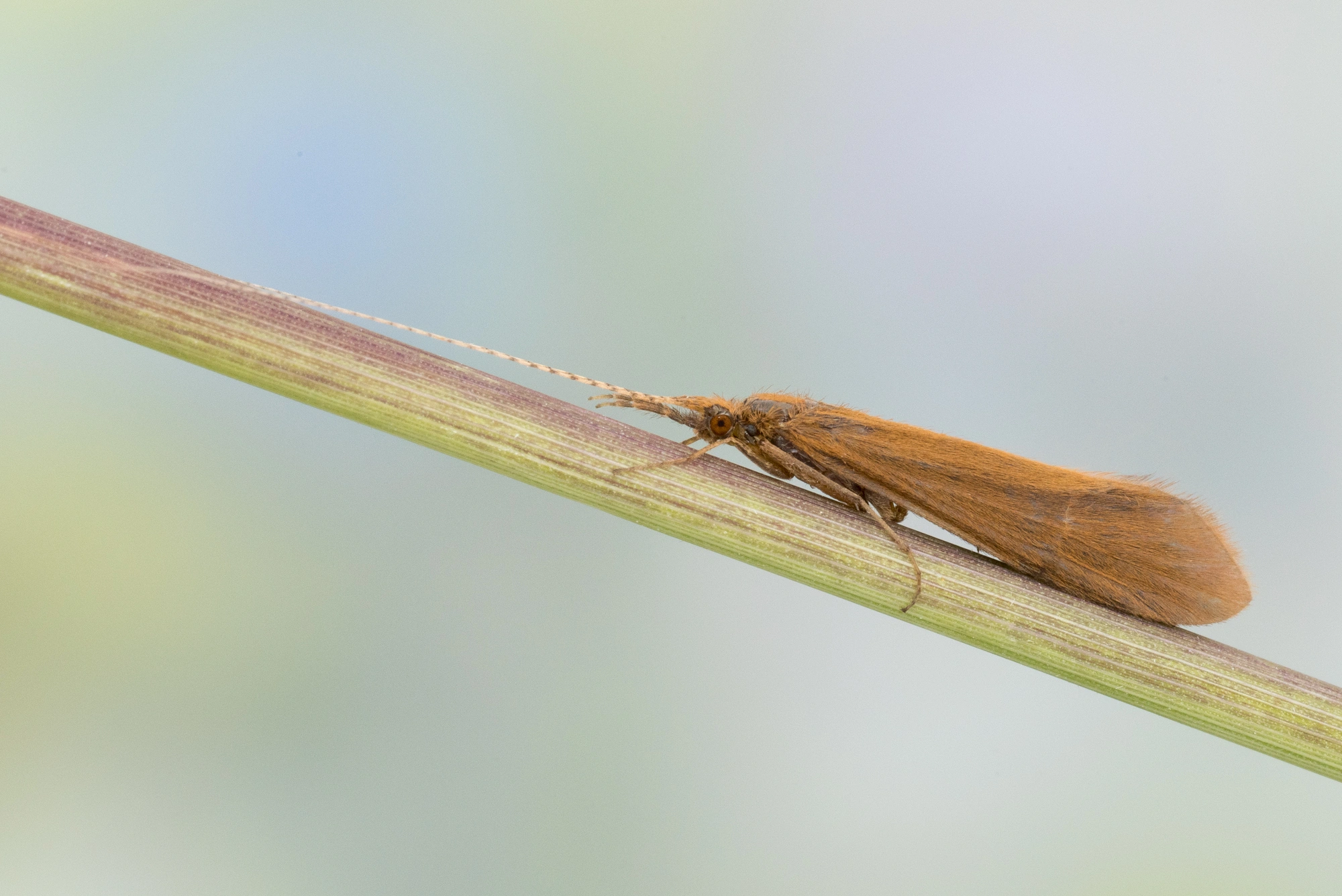 : Triaenodes bicolor.