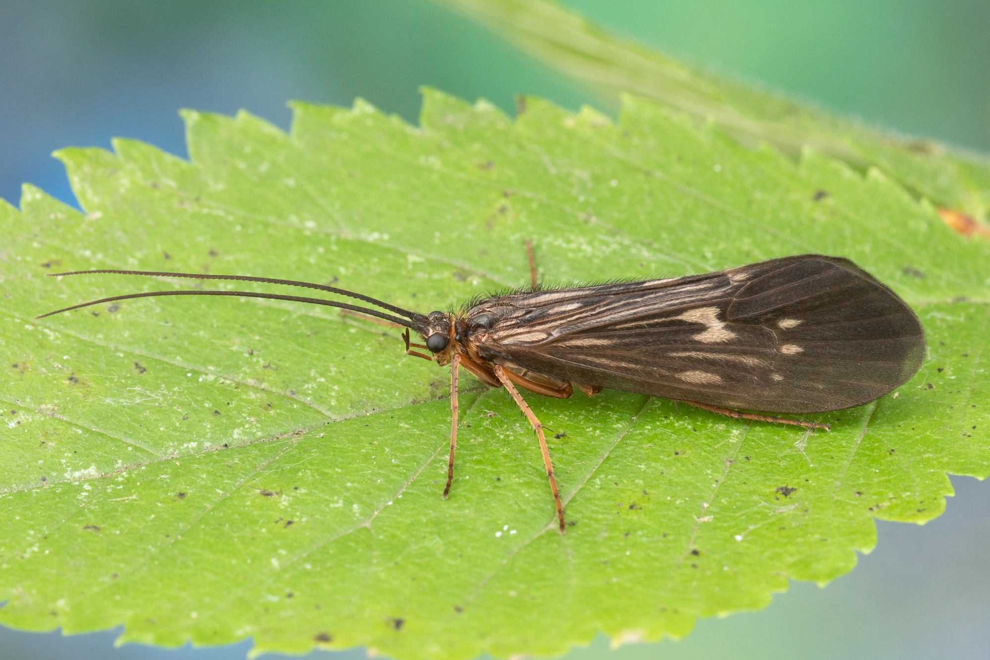 : Potamophylax cingulatus.