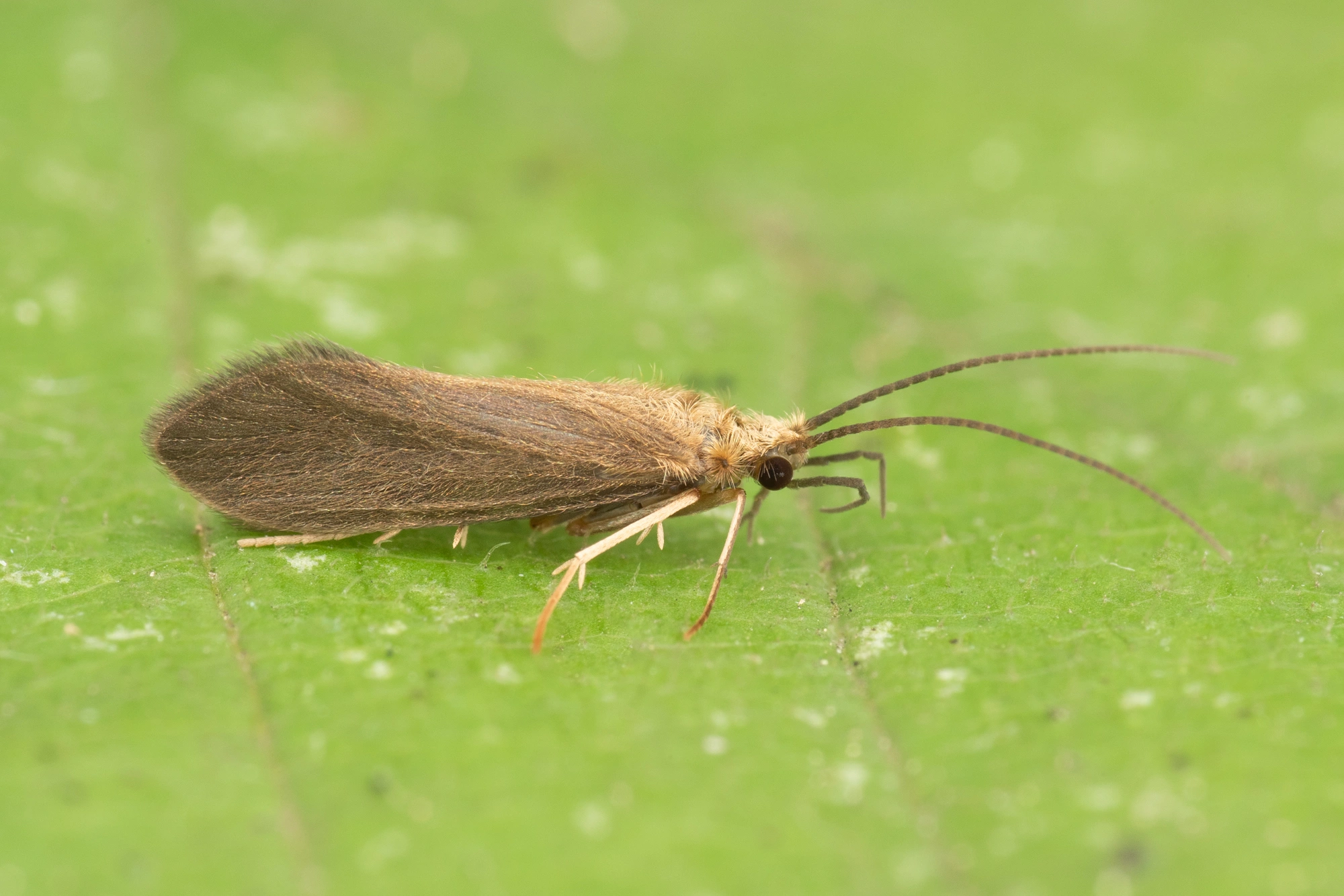 : Tinodes pallidulus.