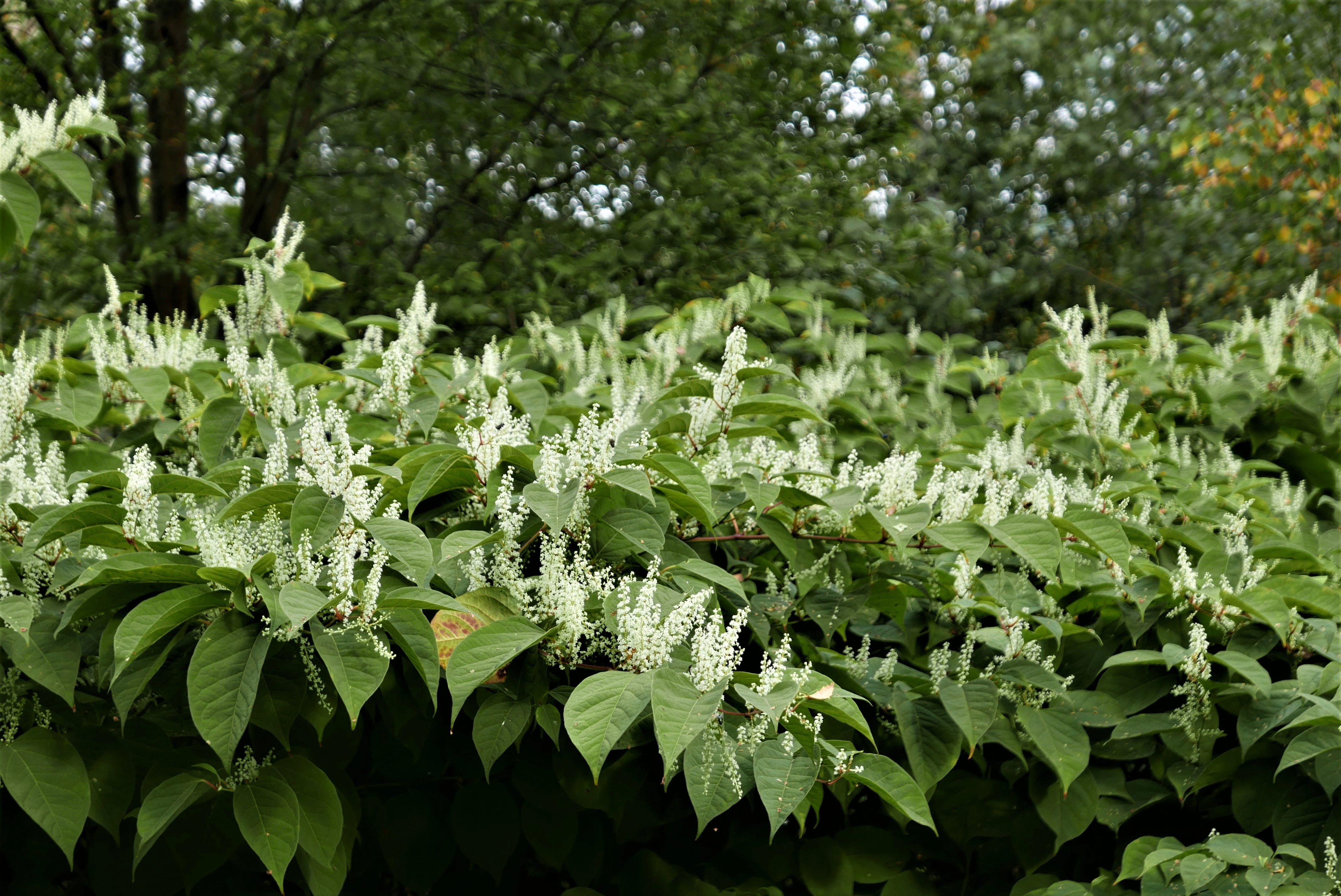 : Reynoutria japonica.