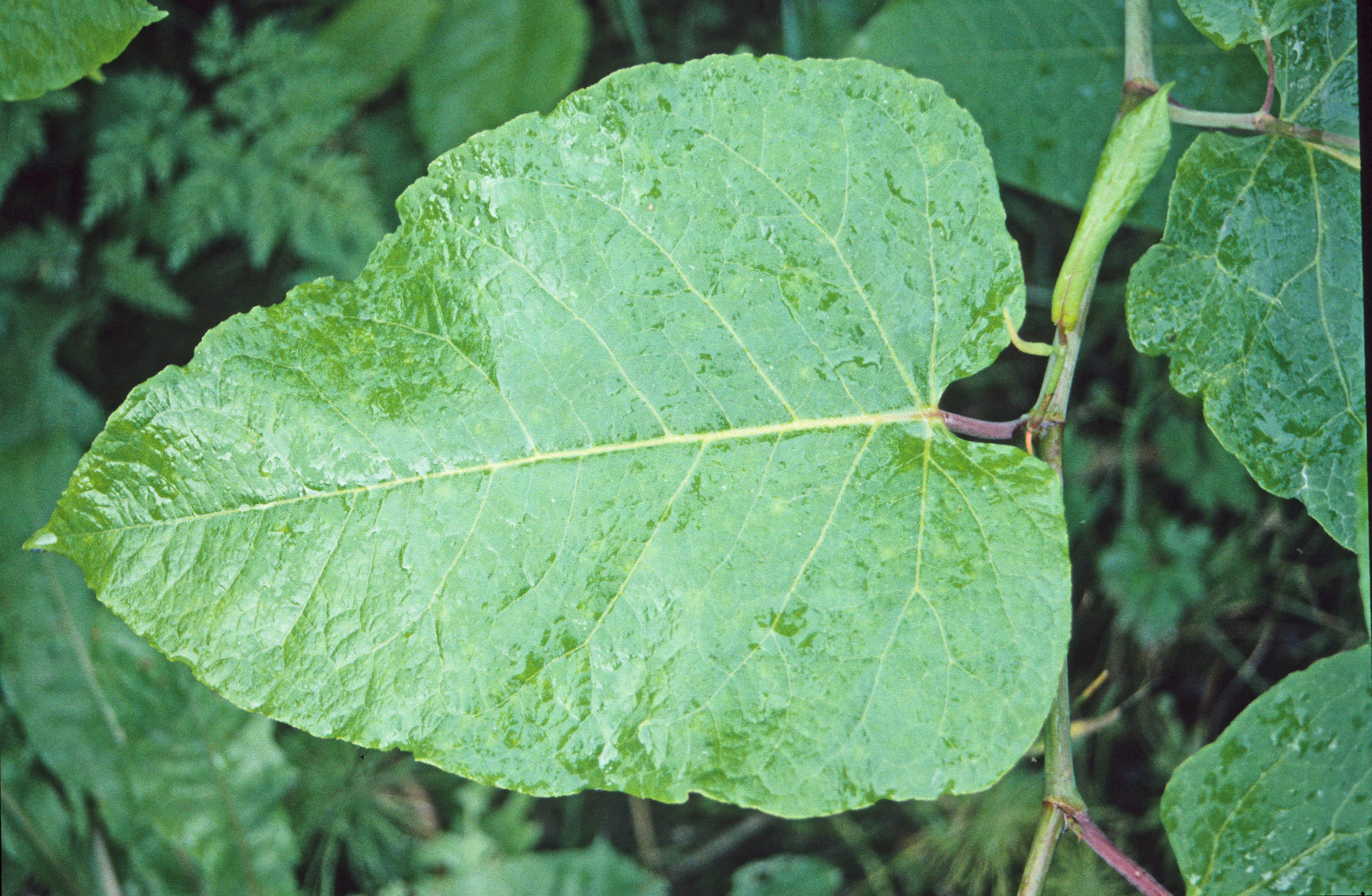 : Reynoutria sachalinensis.