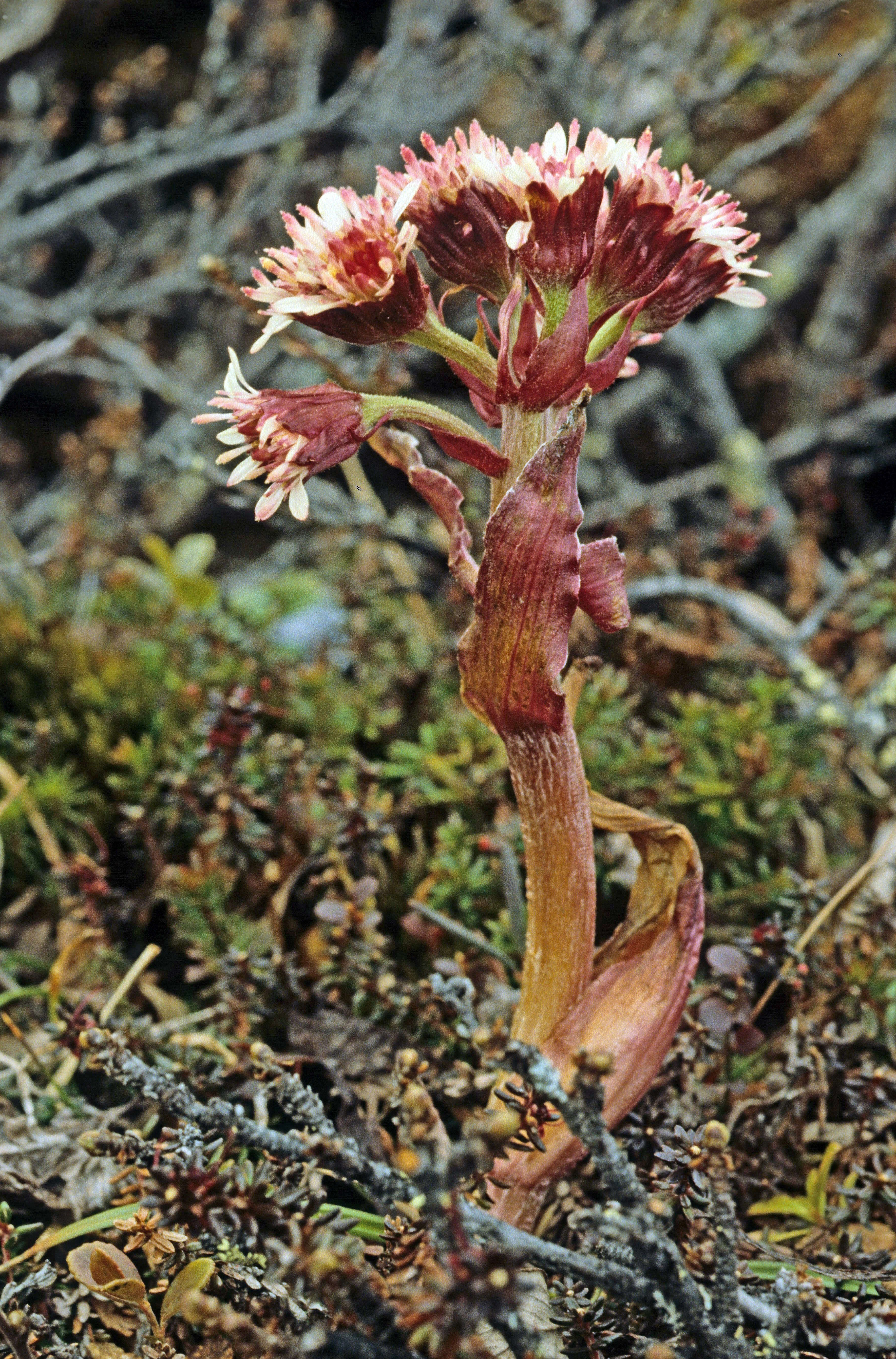 : Petasites frigidus.