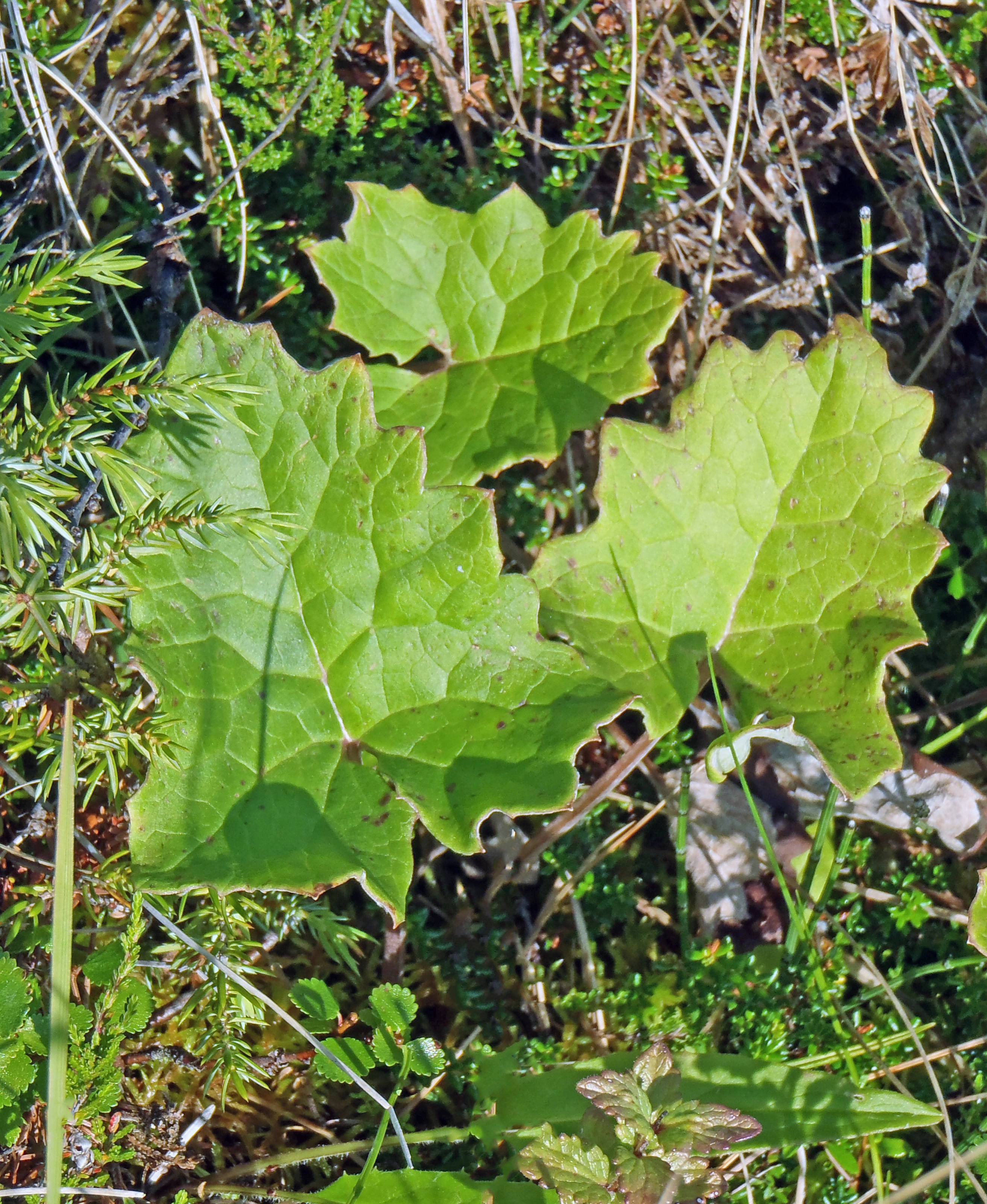 : Petasites frigidus.