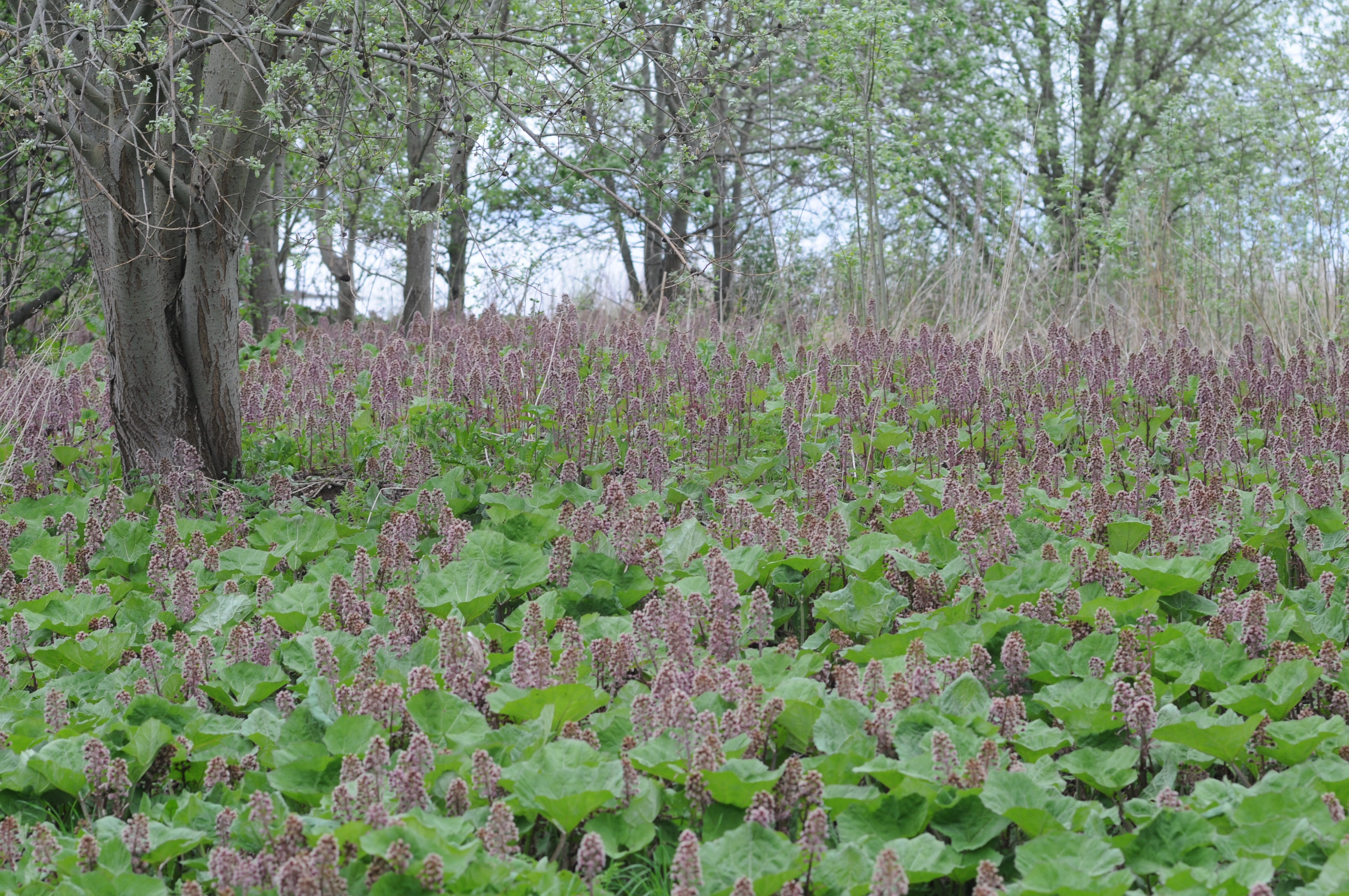 : Petasites hybridus.