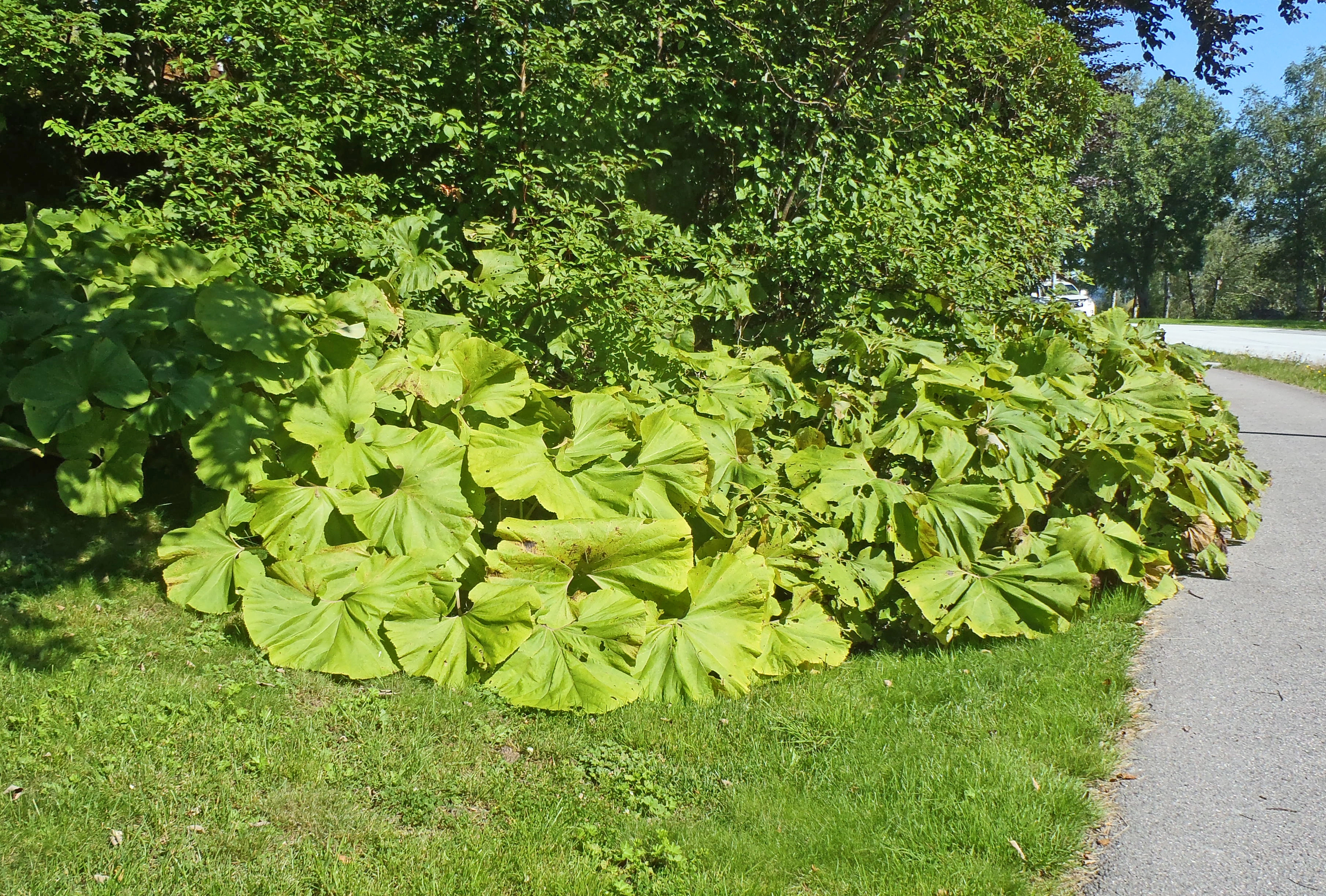 : Petasites japonicus giganteus.