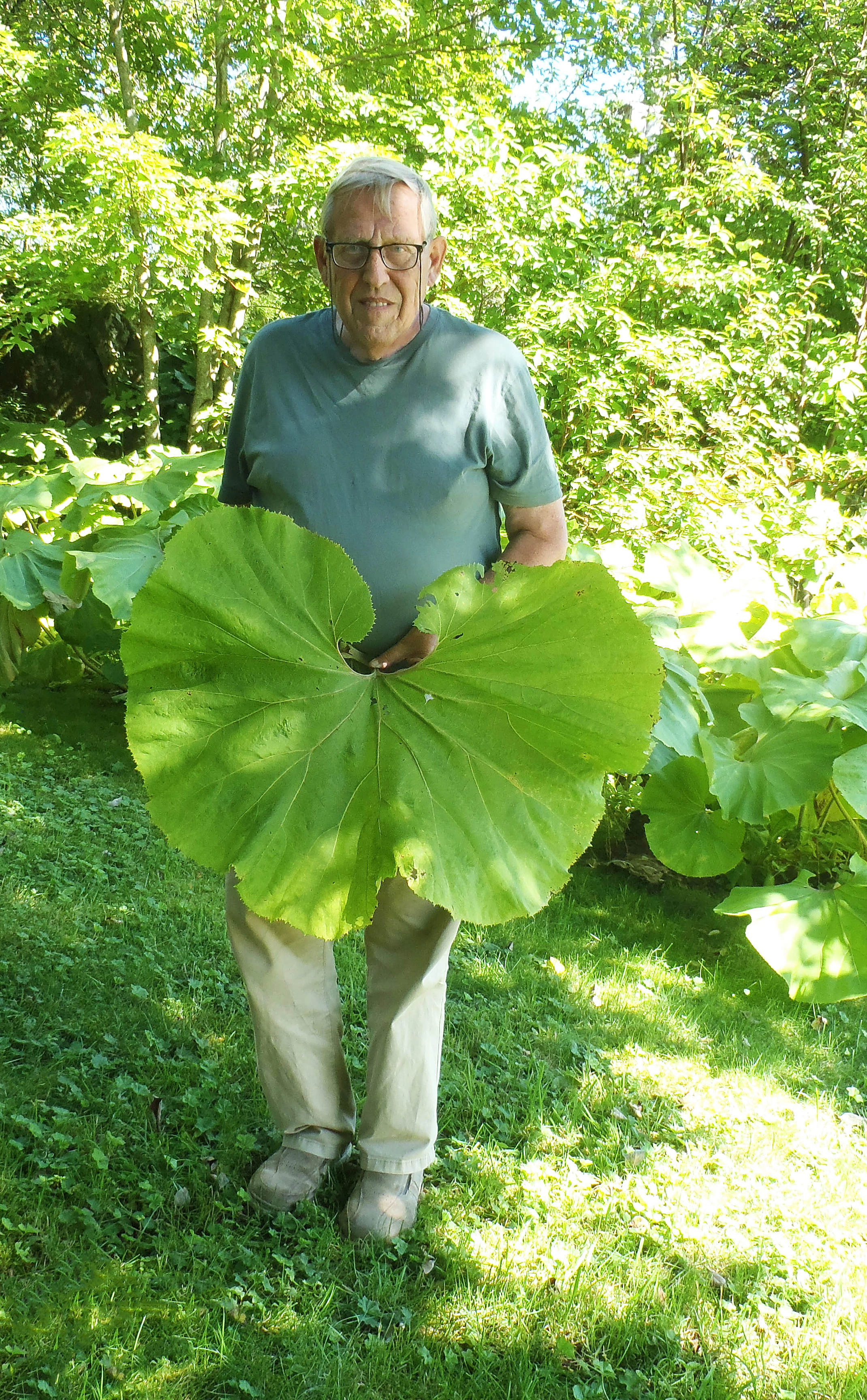 : Petasites japonicus giganteus.