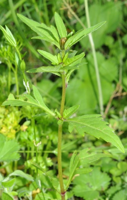 : Bidens tripartita.