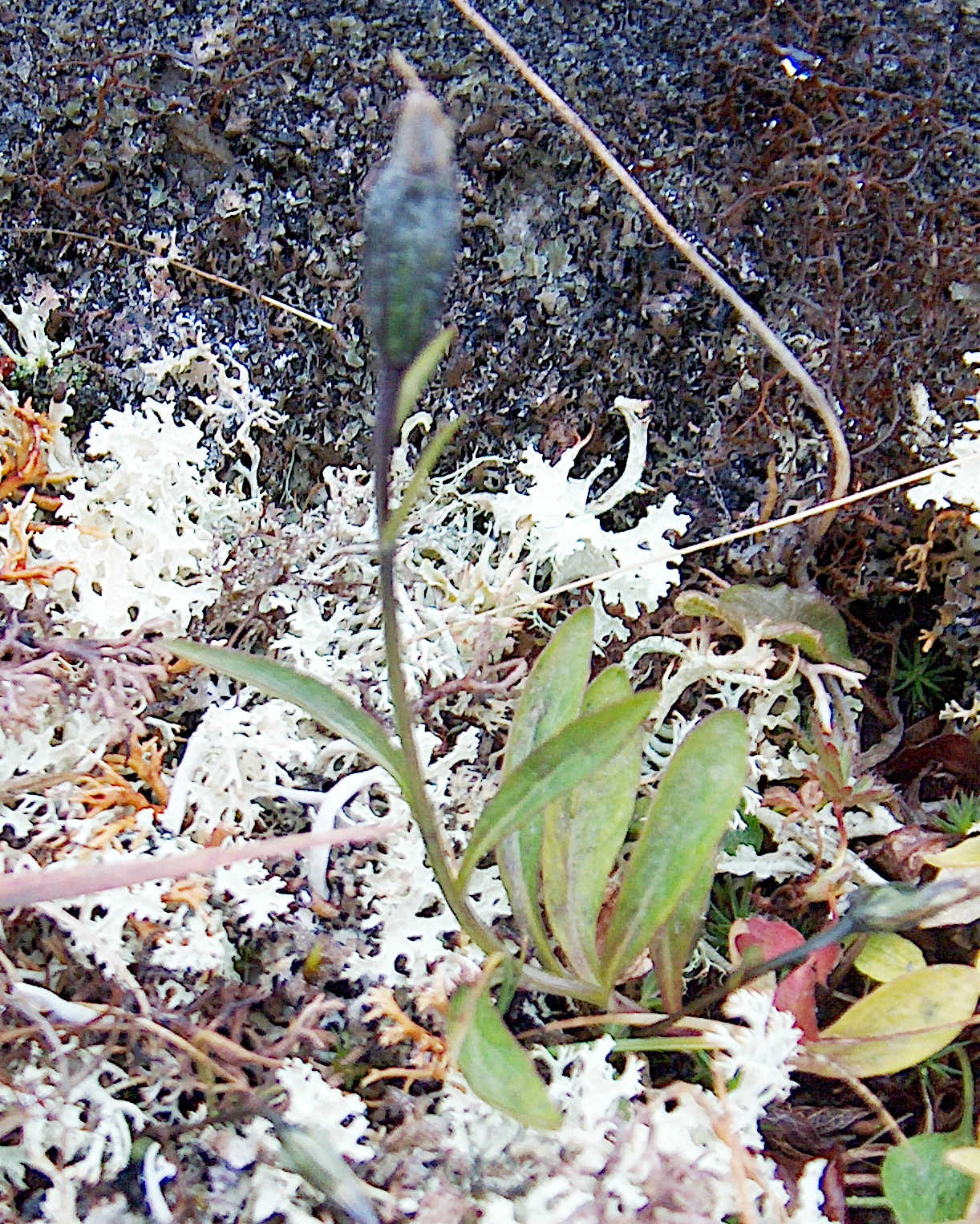 : Campanula uniflora.