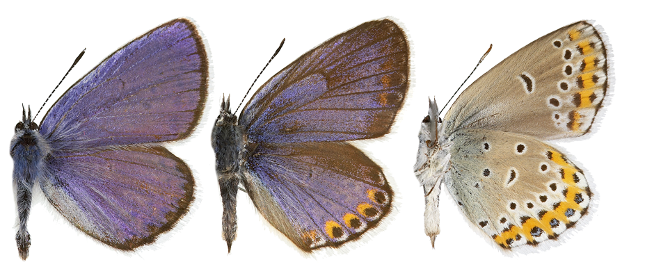 : Plebejus argyrognomon.