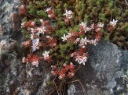 : Sedum anglicum.