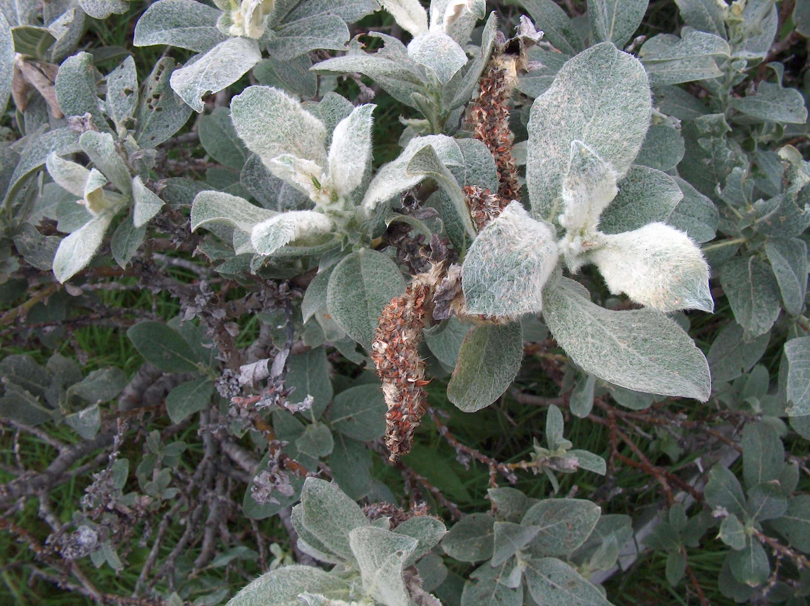 : Salix lanata.