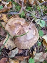 : Paxillus involutus.